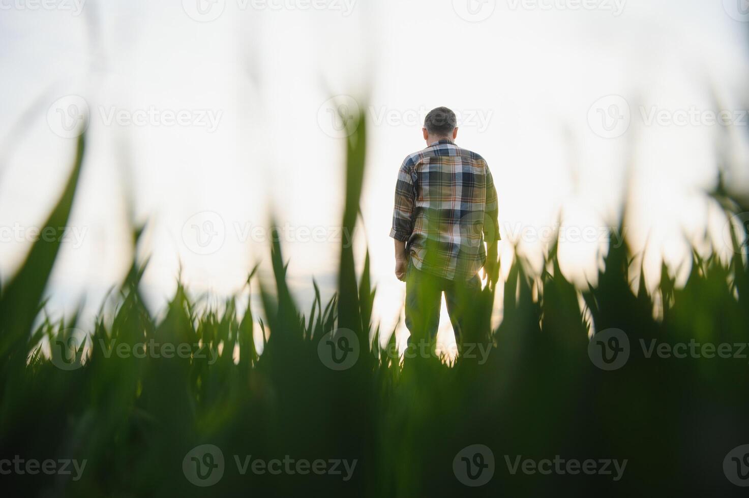 Portrait of senior farmer standing in green wheat field. photo