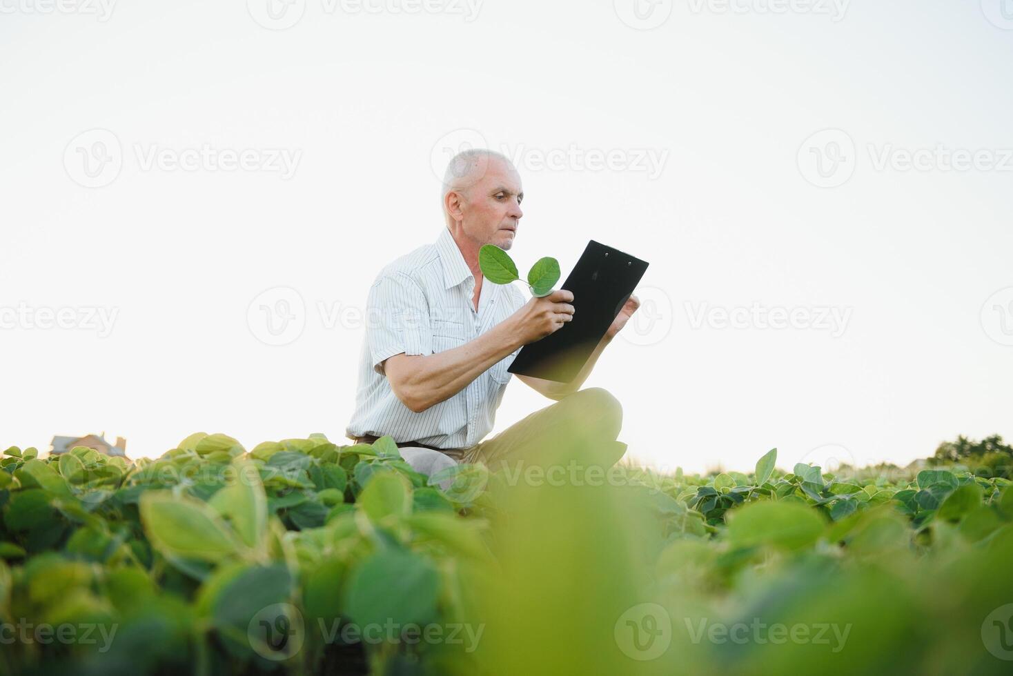 Portrait of senior farmer standing in soybean field examining crop at sunset. photo