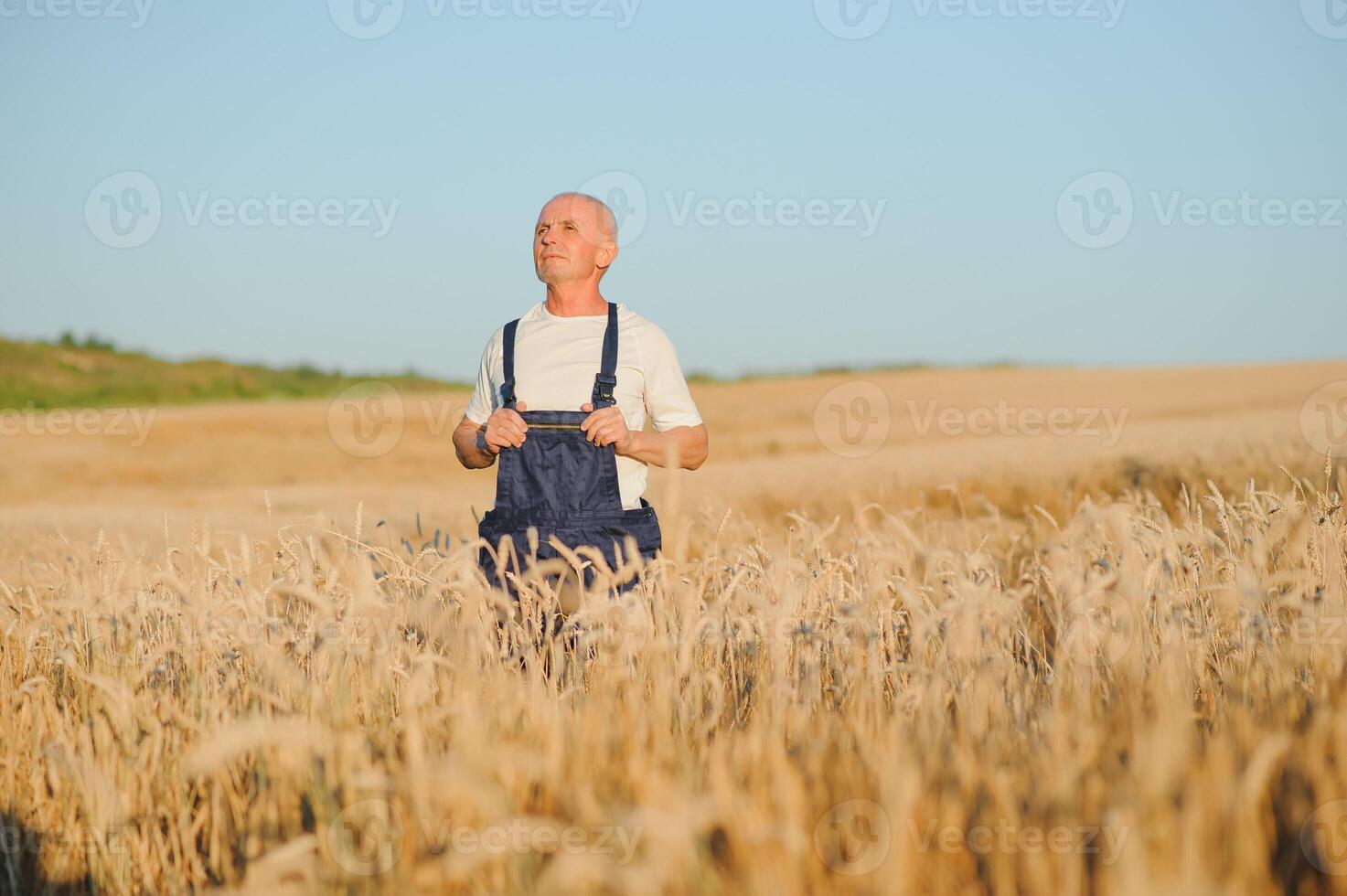 Worried gray haired agronomist or farmer using a tablet while inspecting organic wheat field before the harvest. Back lit sunset photo. Low angle view. photo