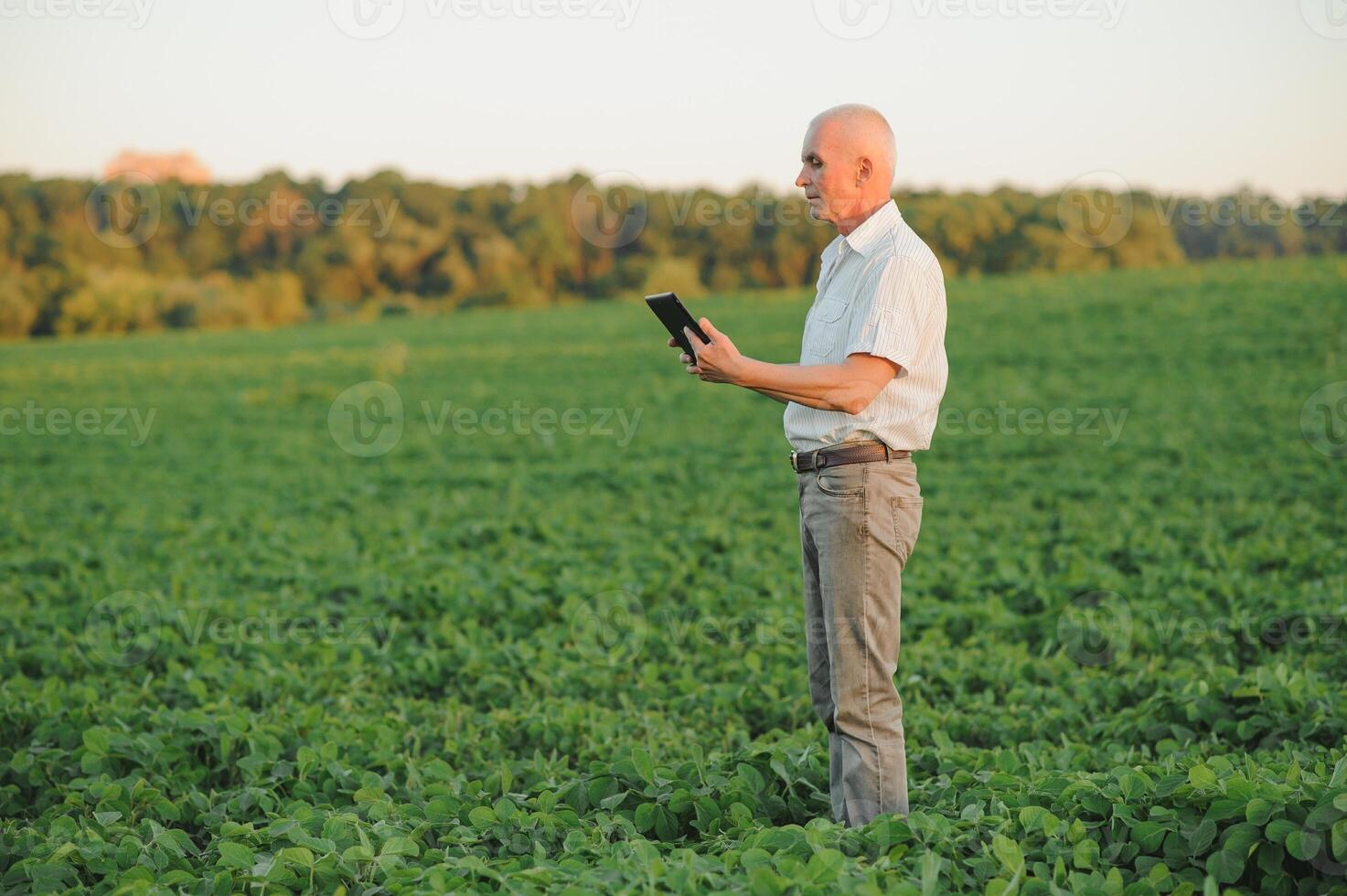 Senior farmer standing in soybean field examining crop at sunset. photo