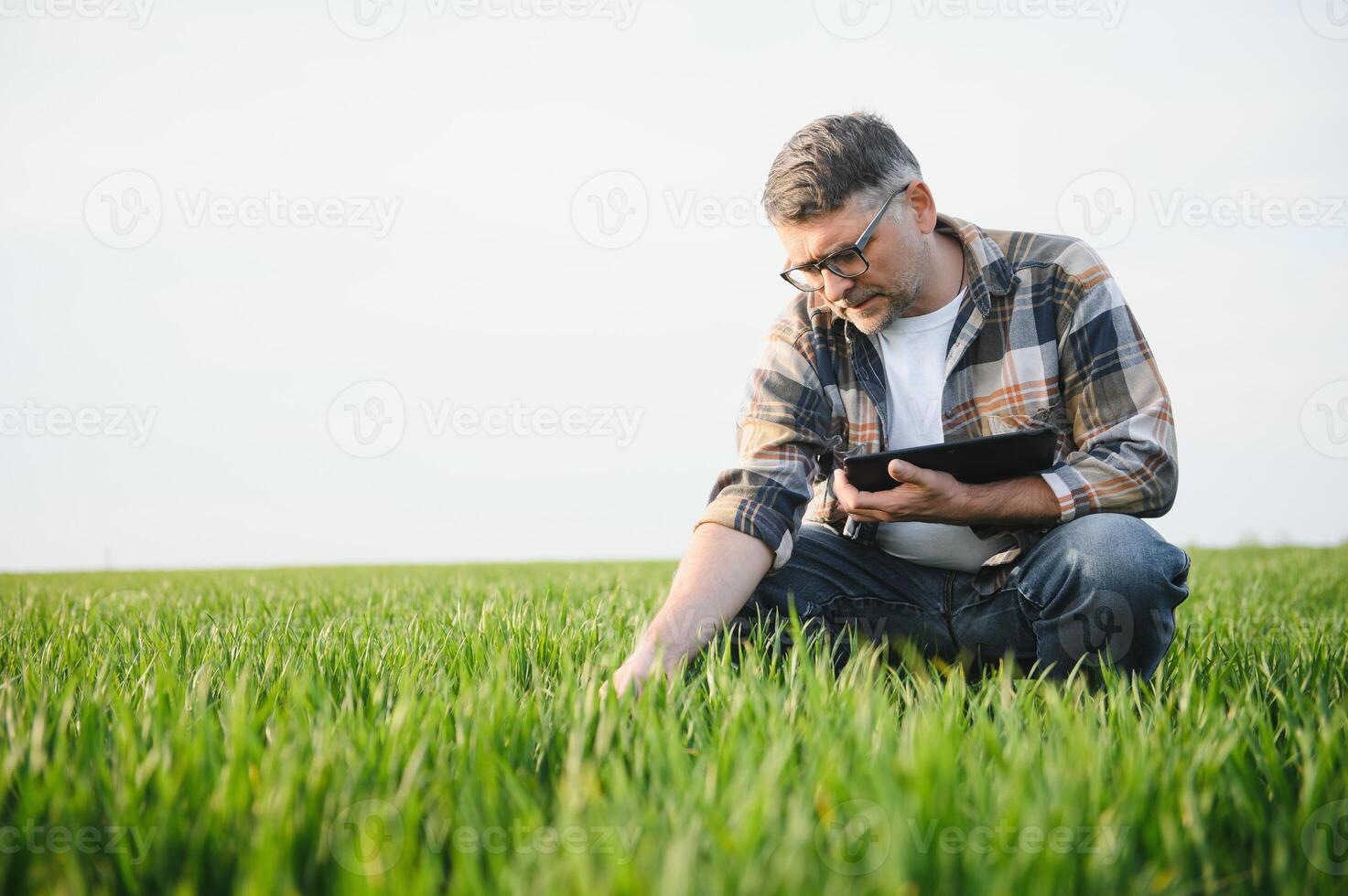 retrato de mayor granjero agrónomo en trigo campo. exitoso orgánico comida producción y cultivo. foto