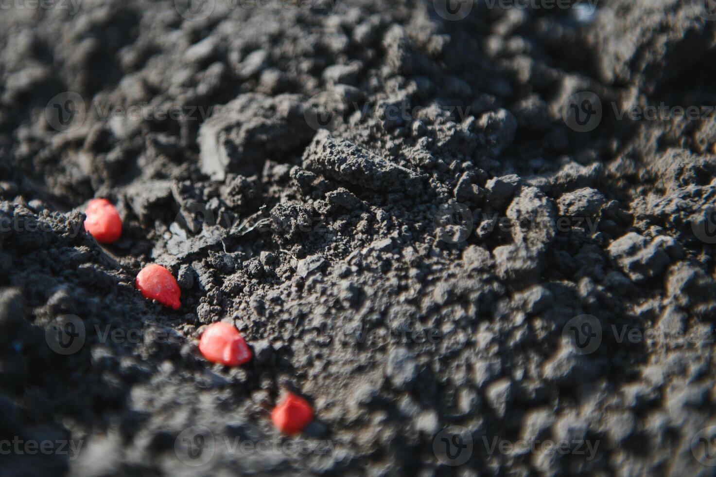 corn grains in the ground photo