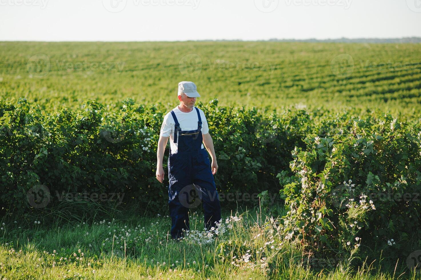 Portrait happy mature older man is smiling. Old senior farmer with white beard. Elderly man standing and looking at camera at field in sunny day. photo