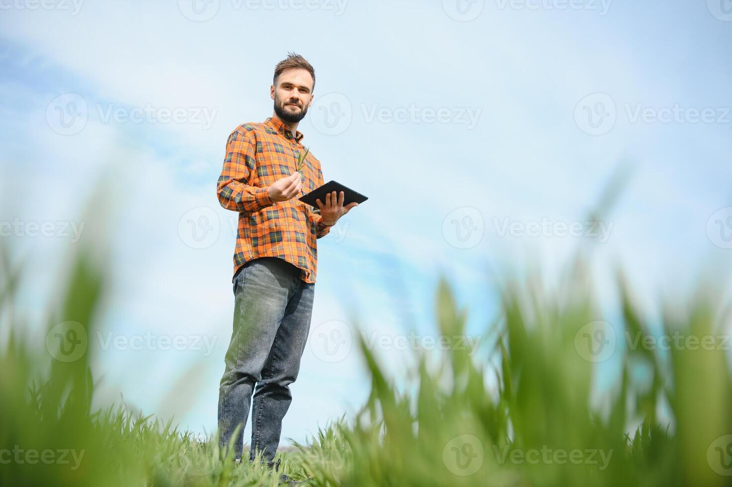 un joven granjero inspecciona el calidad de trigo coles en el campo. el concepto de agricultura foto