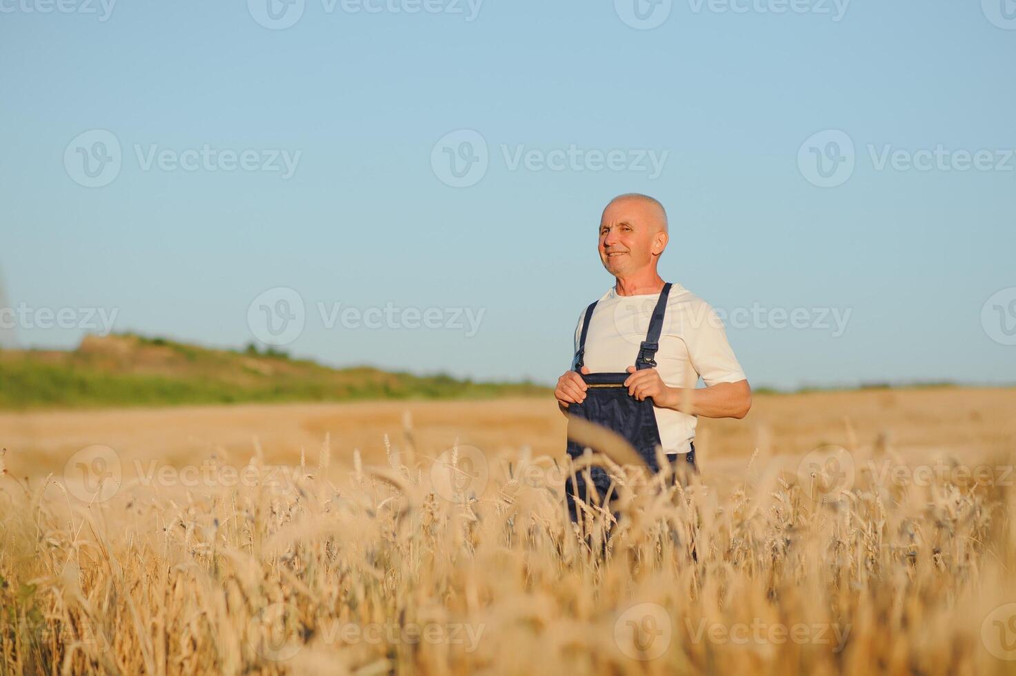 Portrait of senior farmer agronomist in wheat field checking crops before harvest. Successful organic food production and cultivation. photo