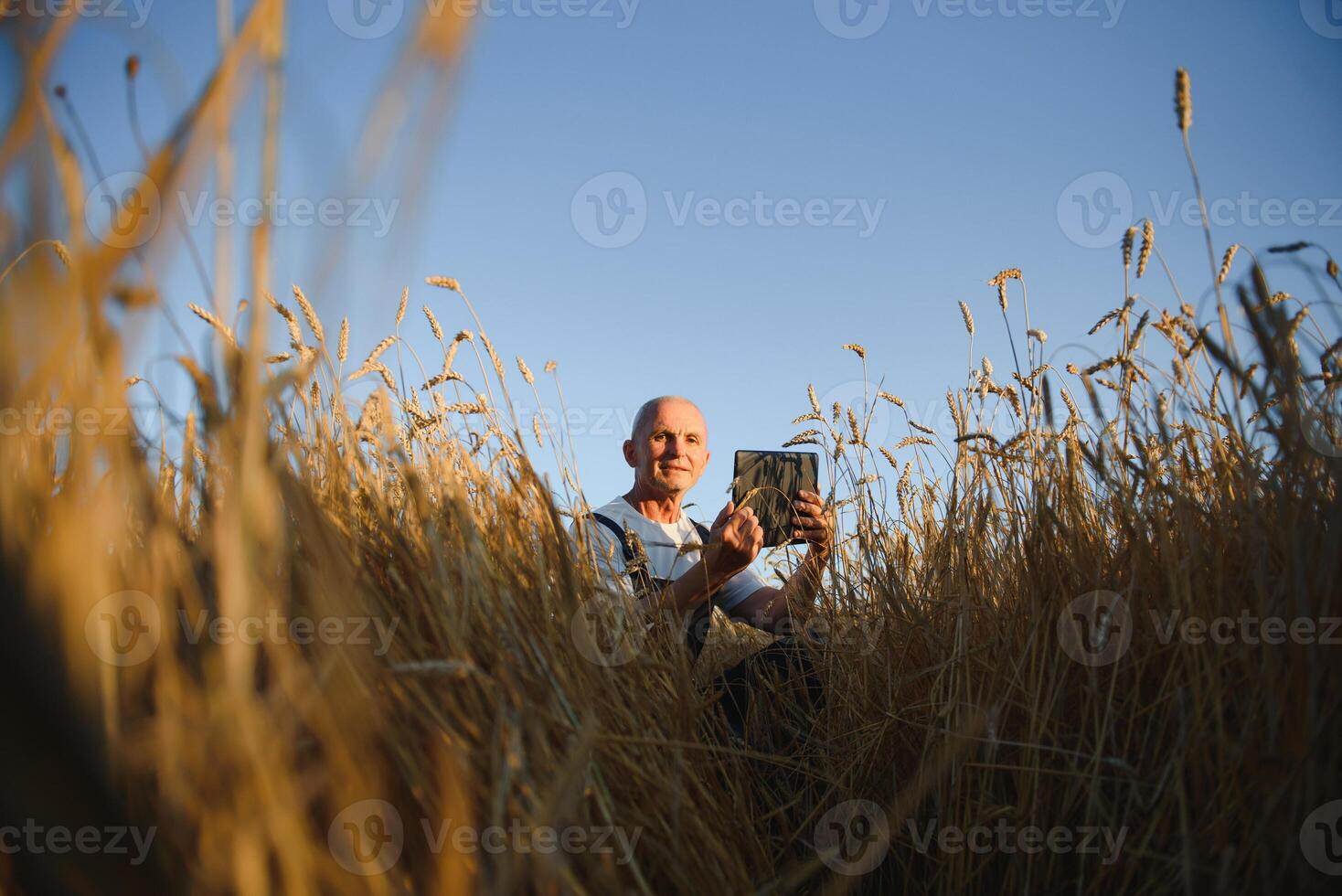 Serious gray haired agronomist or farmer using a tablet while inspecting organic wheat field before the harvest. Side view. photo