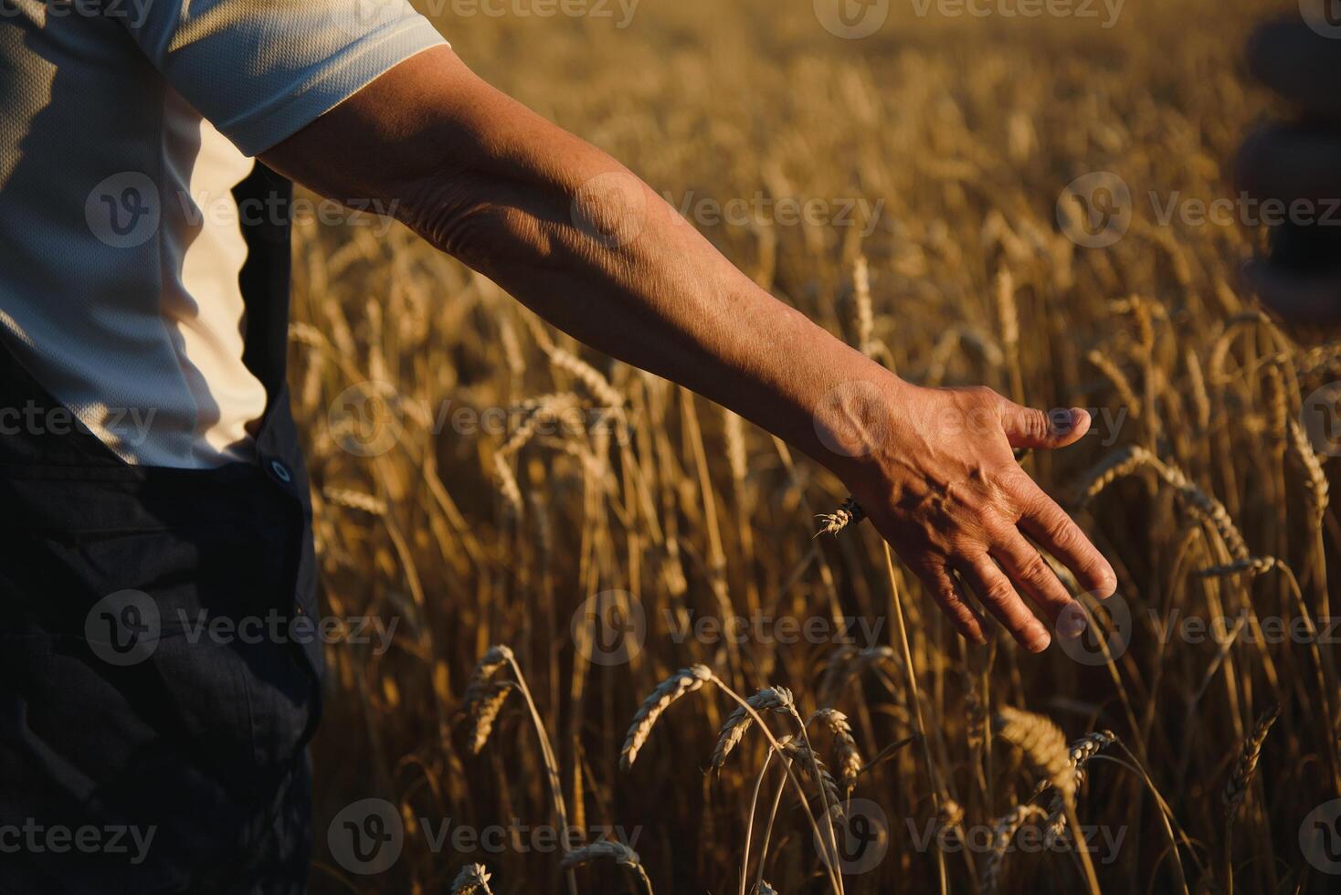 hands pluck a bunch of wheat in order to check for the maturation of cereals in the field. the farmer checks whether the wheat is ripe or not photo