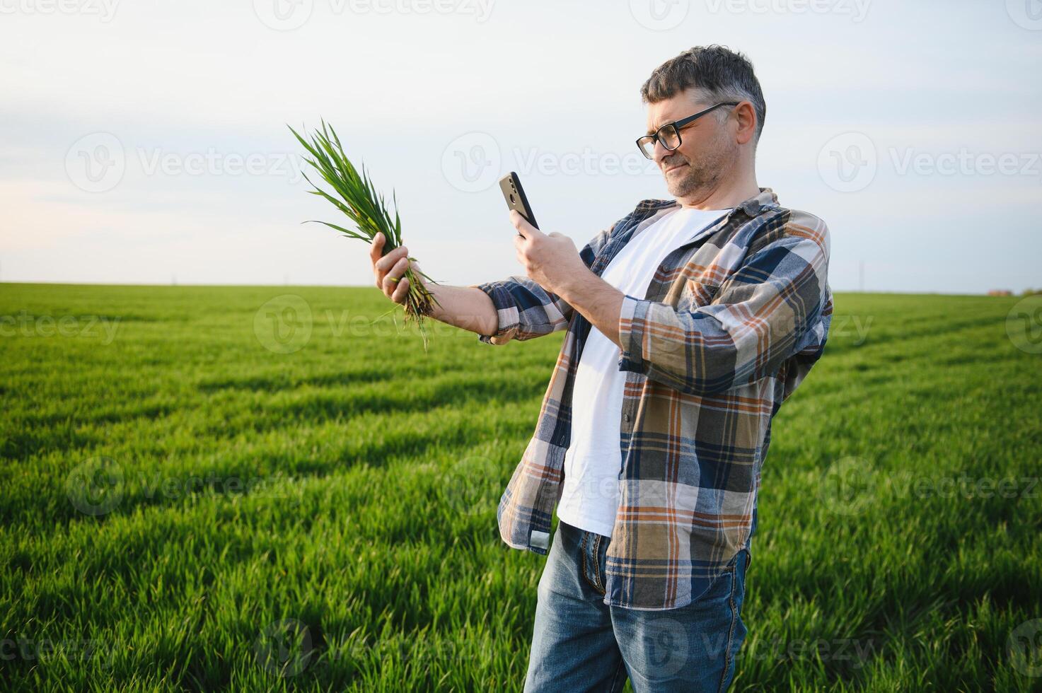 Portrait of senior farmer standing in green wheat field. photo