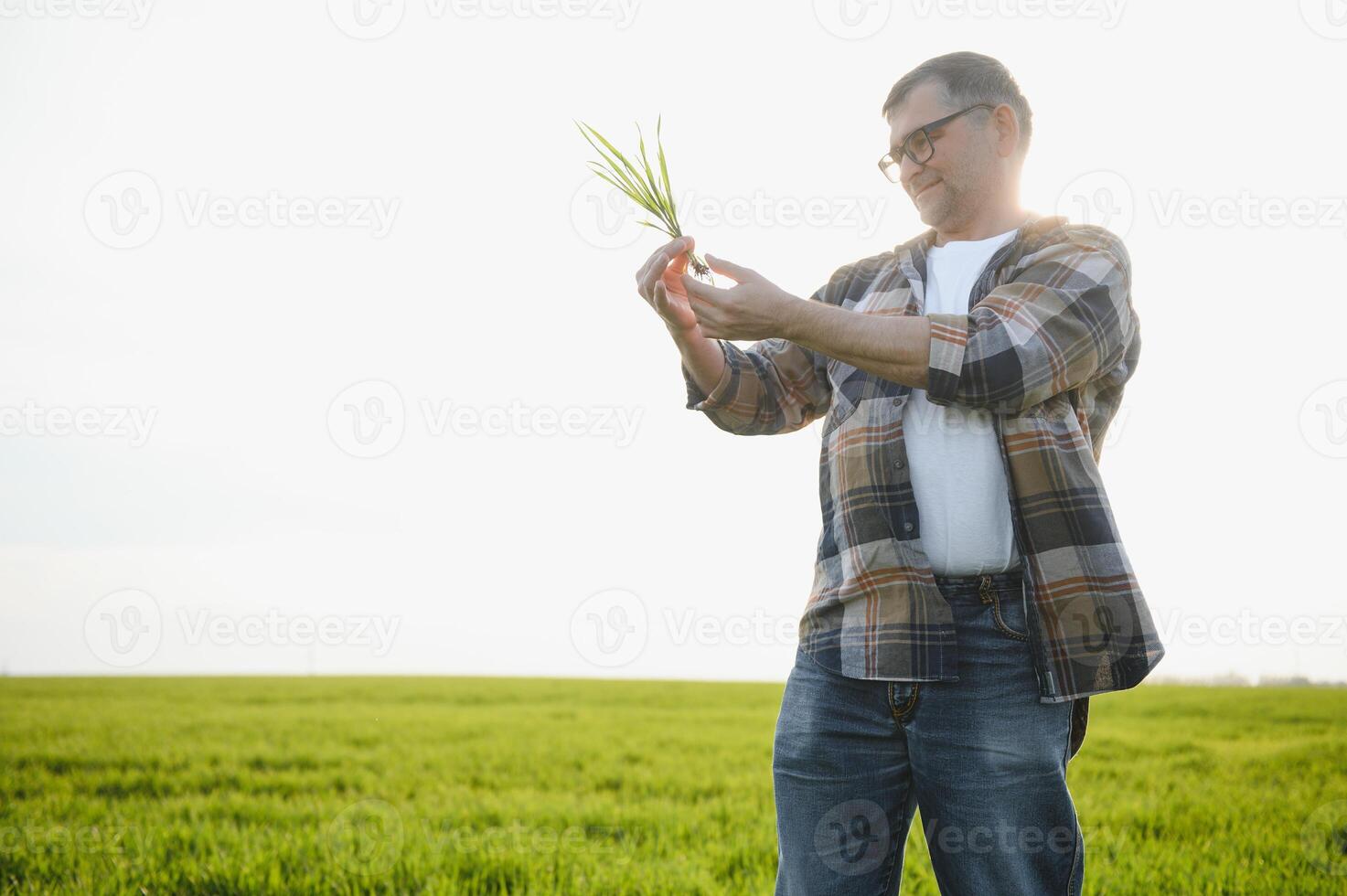 un joven granjero inspecciona el calidad de trigo coles en el campo. el concepto de agricultura. foto