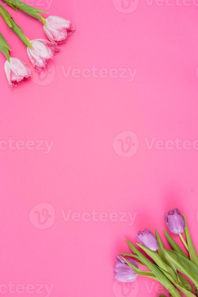 Floral background with tulips flowers on pink pastel background. Flat lay, top view. Woman day background. photo