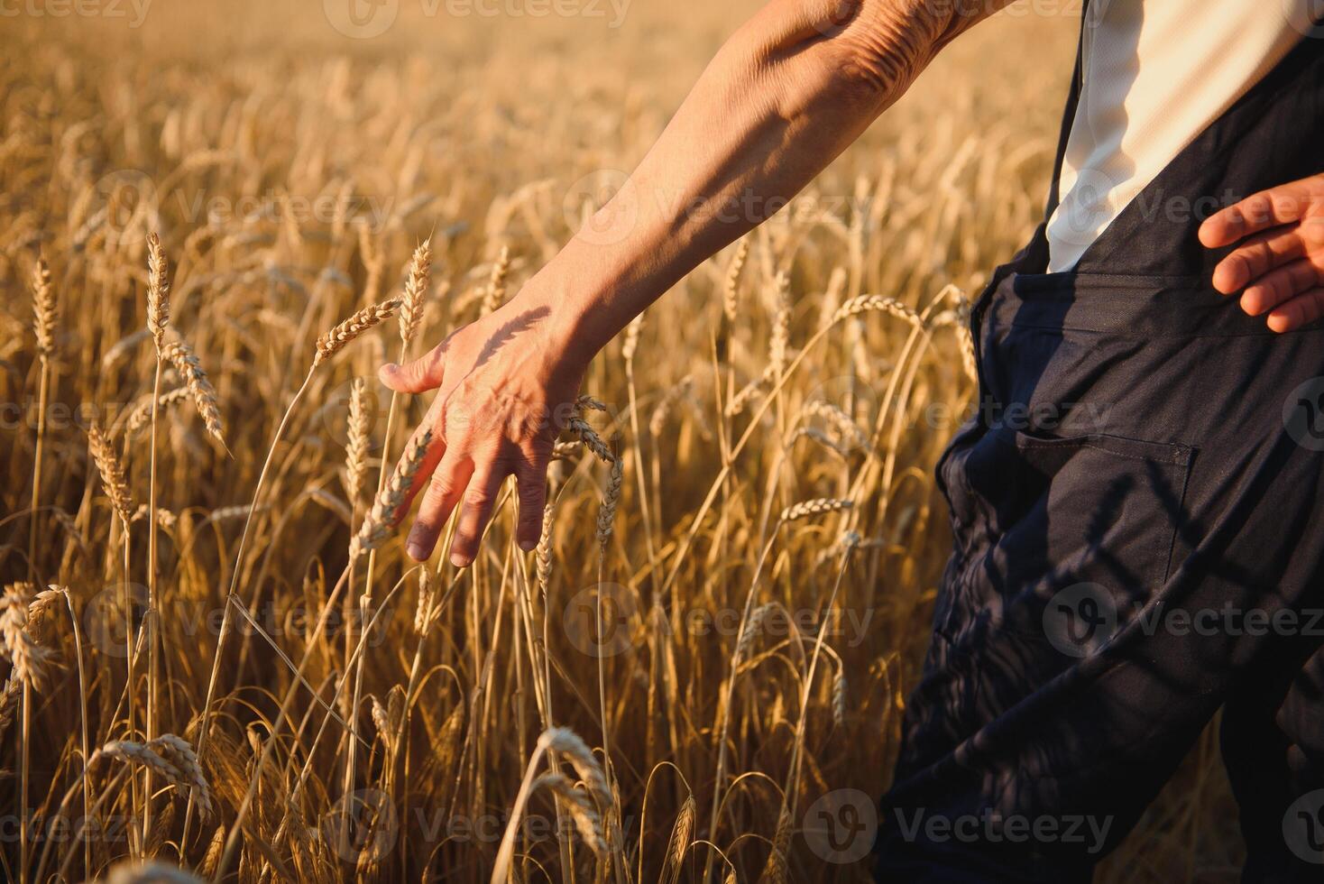 hands pluck a bunch of wheat in order to check for the maturation of cereals in the field. the farmer checks whether the wheat is ripe or not photo