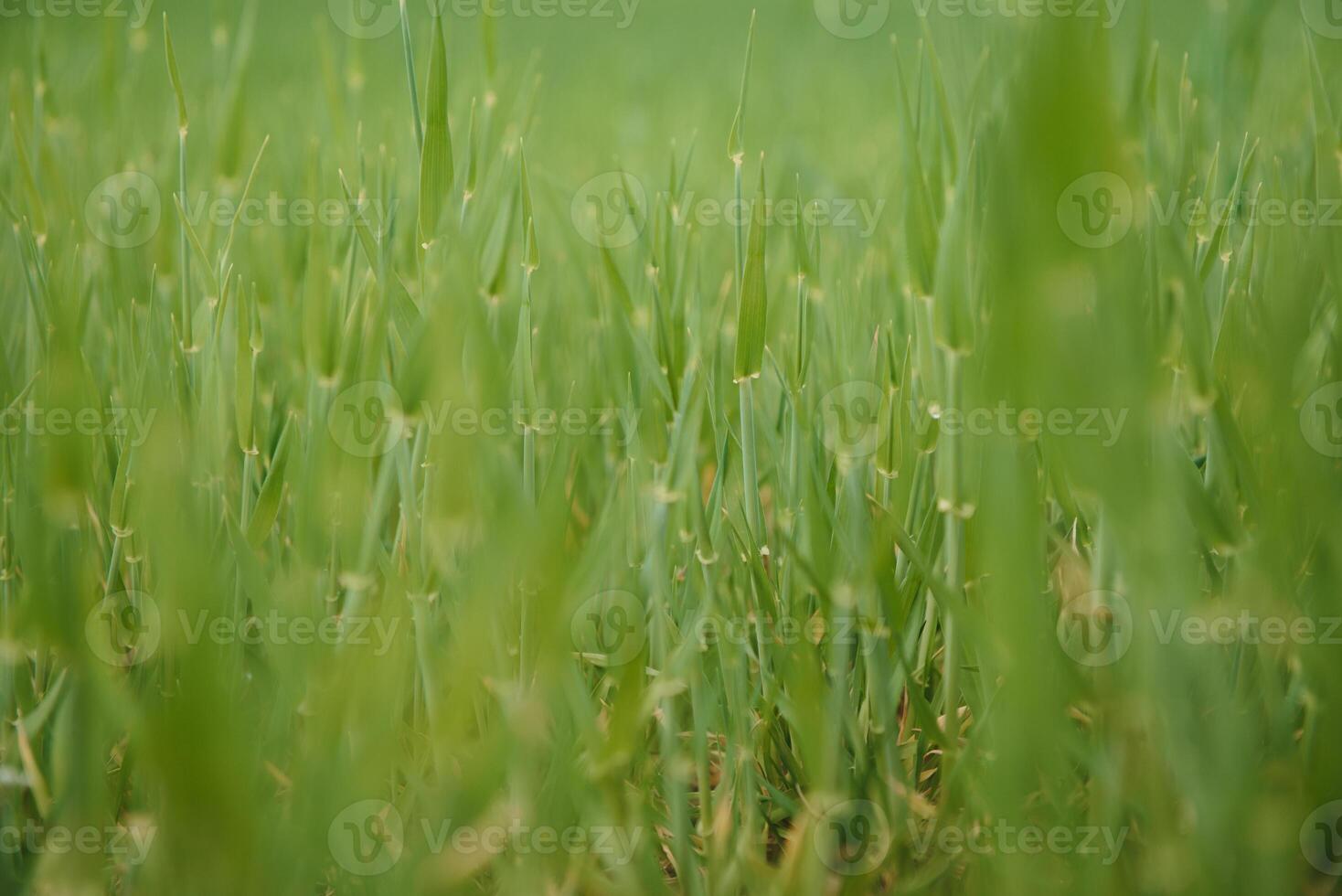 young wheat field is a picturesque photo