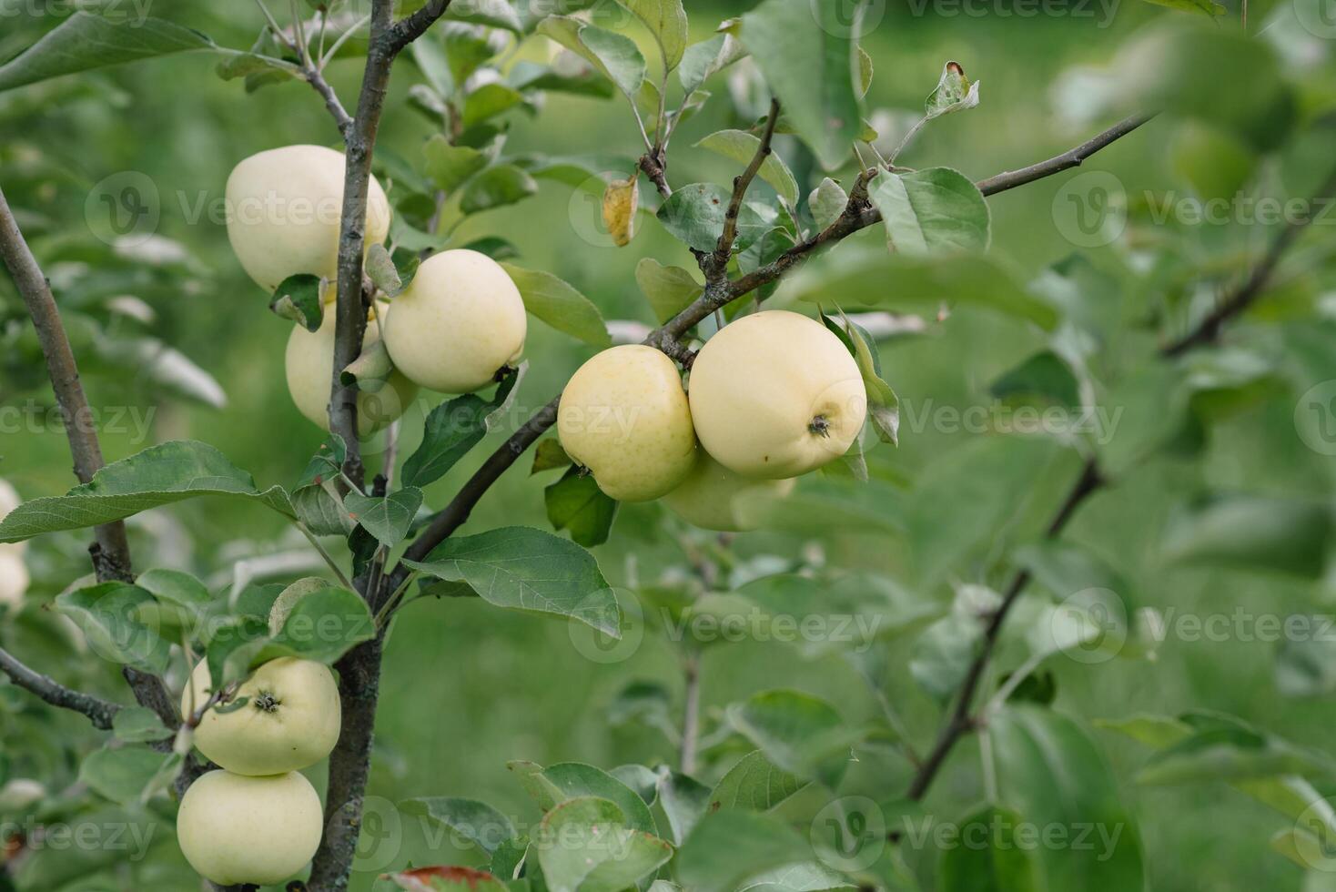 Red-orange apple on the apple tree which is ready for picking photo