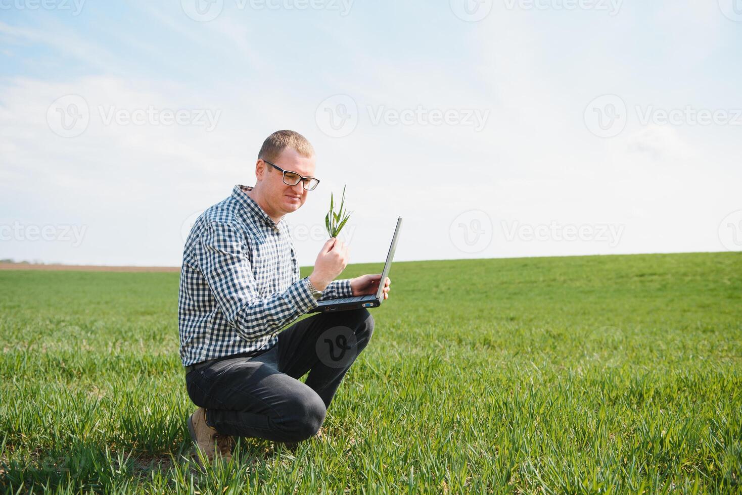 farmer standing in young wheat field examining crop and looking at laptop. photo