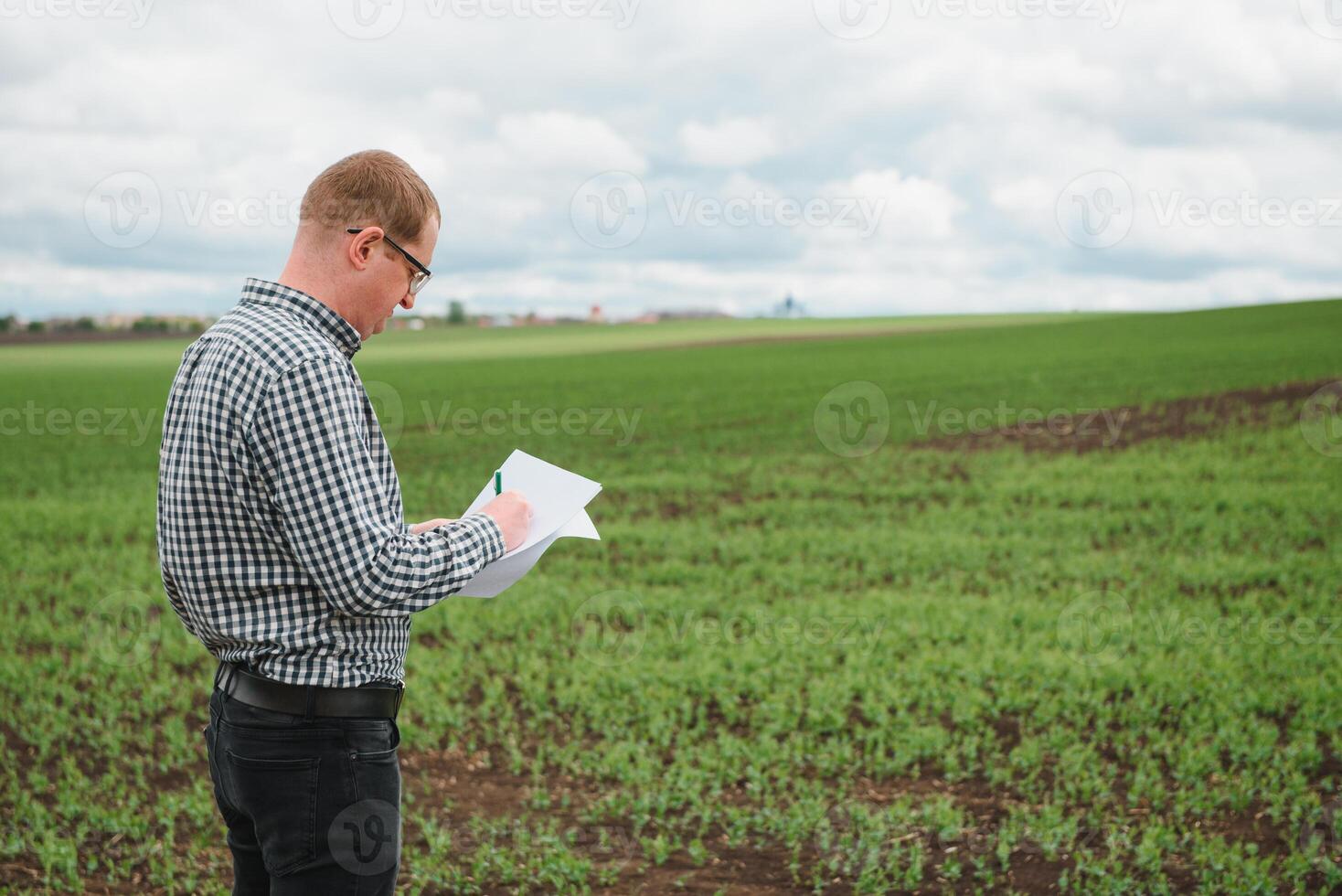 Farmer inspects chickpea growth walking through the field. Fresh green chickpeas field. Digital tablet in man's hand. Rear view photo