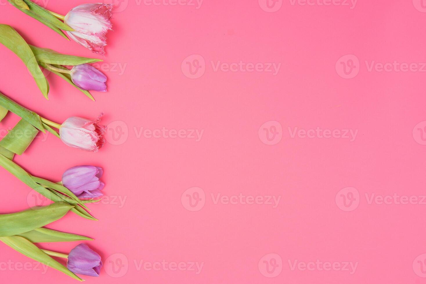 Floral background with tulips flowers on pink pastel background. Flat lay, top view. Woman day background. photo