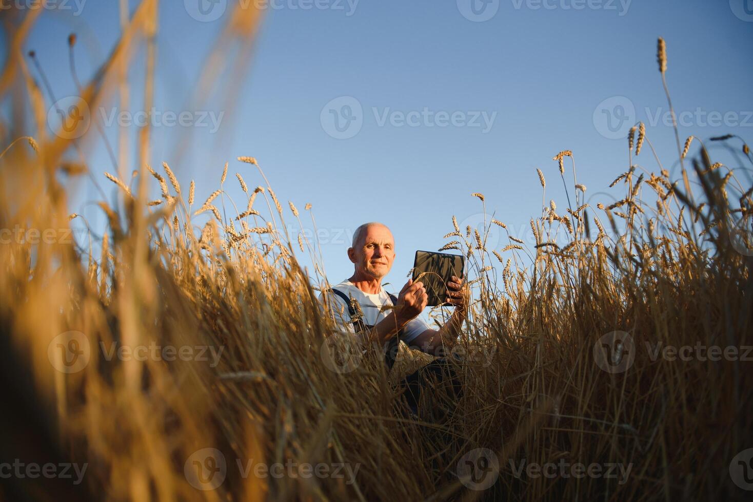 sesenta años antiguo agrónomo inspeccionando trigo campo y utilizando tableta computadora. foto