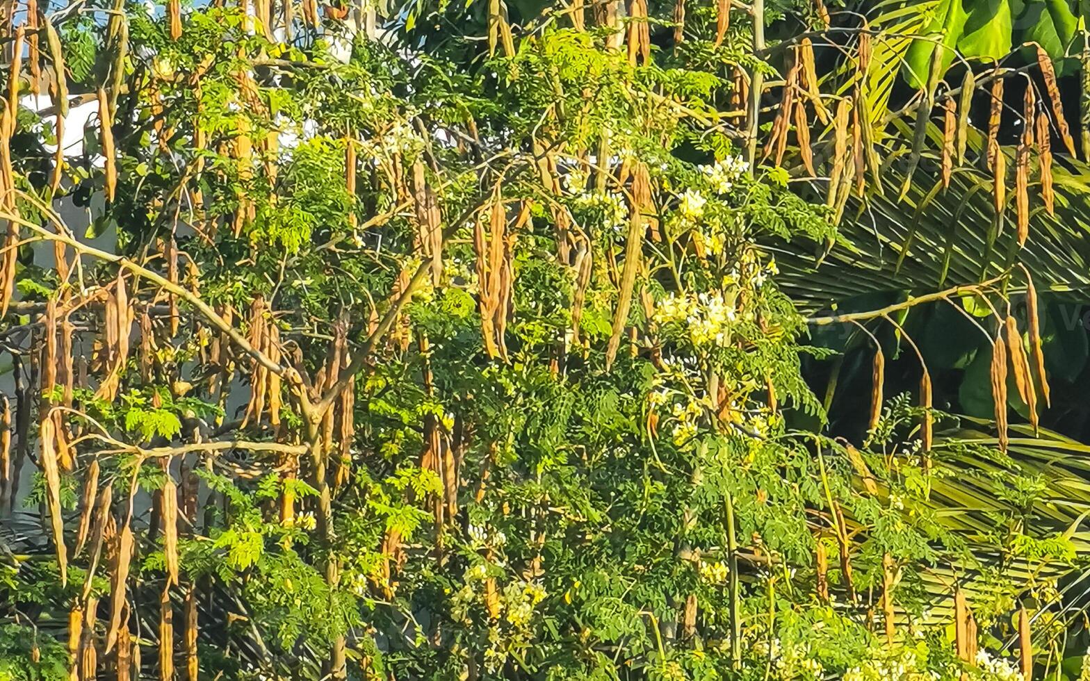 Seeds and blossoms moringa tree on green tree in Mexico. photo