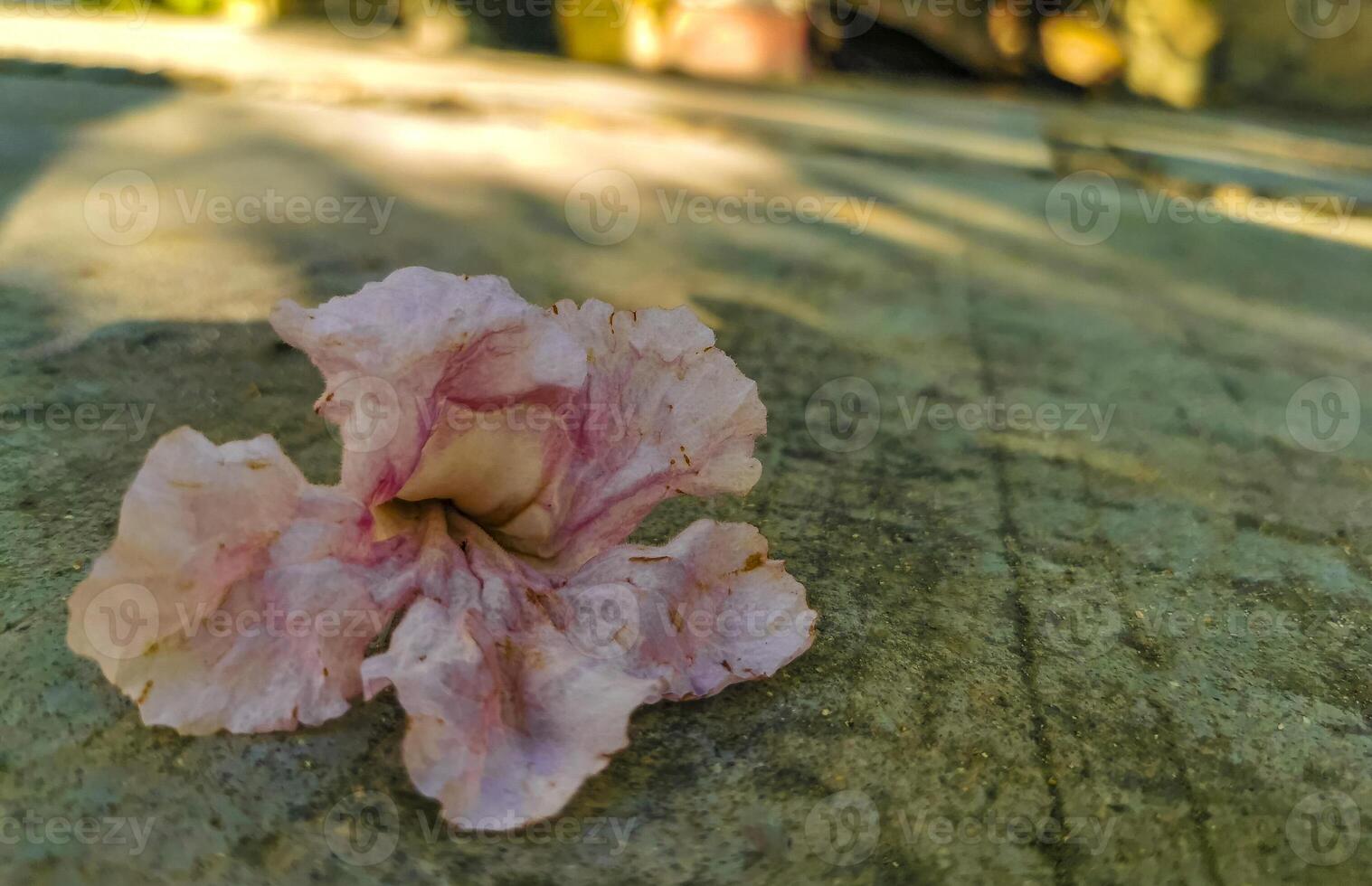 Pink tropical blossom flower on the floor in Mexico. photo