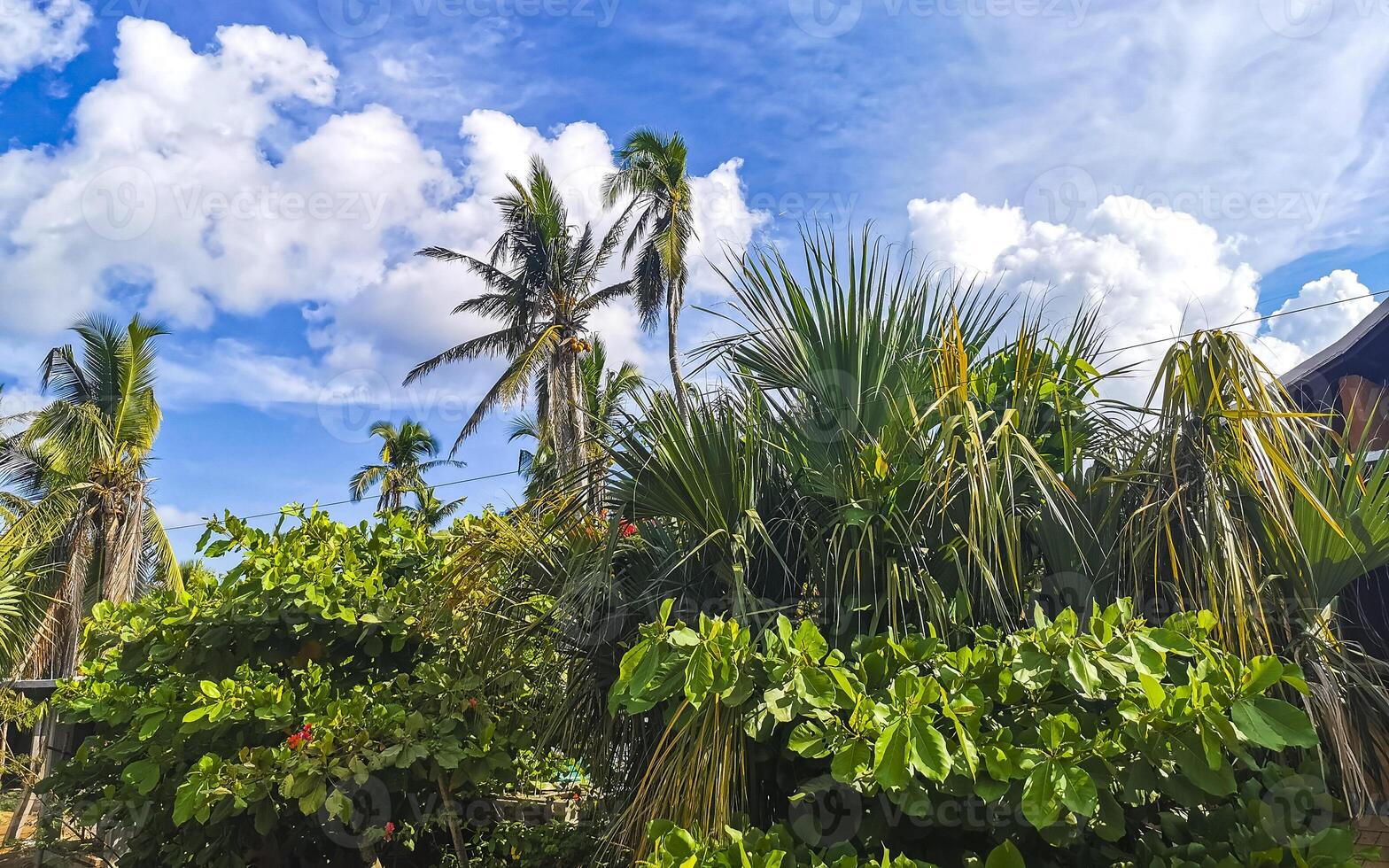 Tropical natural palm tree palms blue sky in Mexico. photo