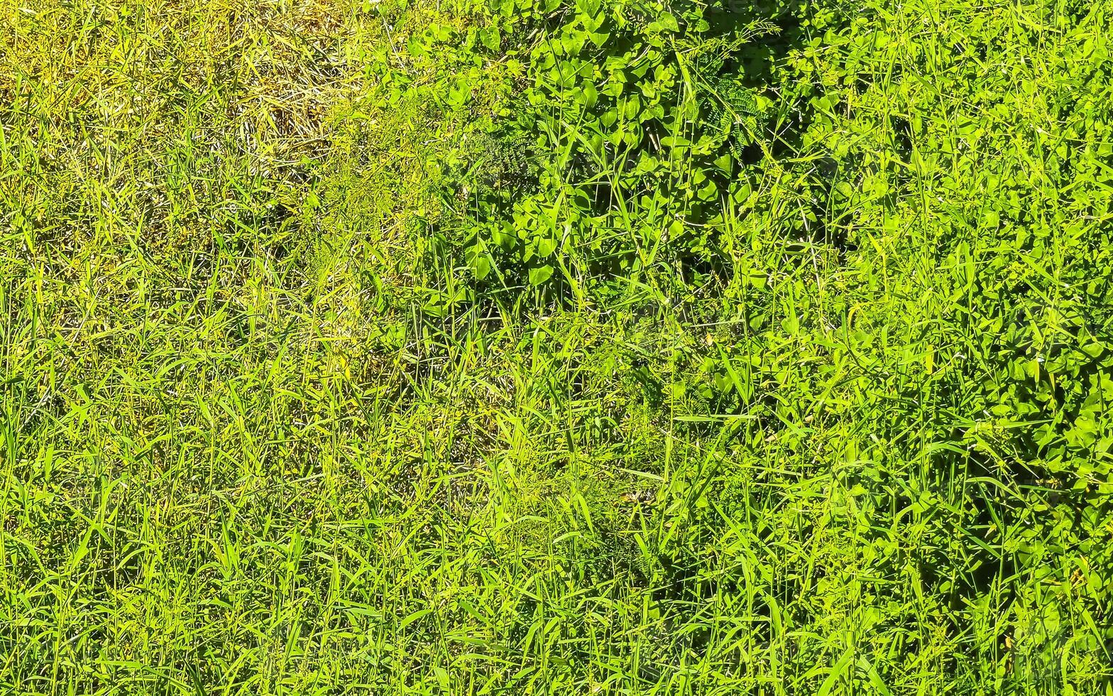 verde césped césped alpinismo plantas textura tropical modelo México. foto