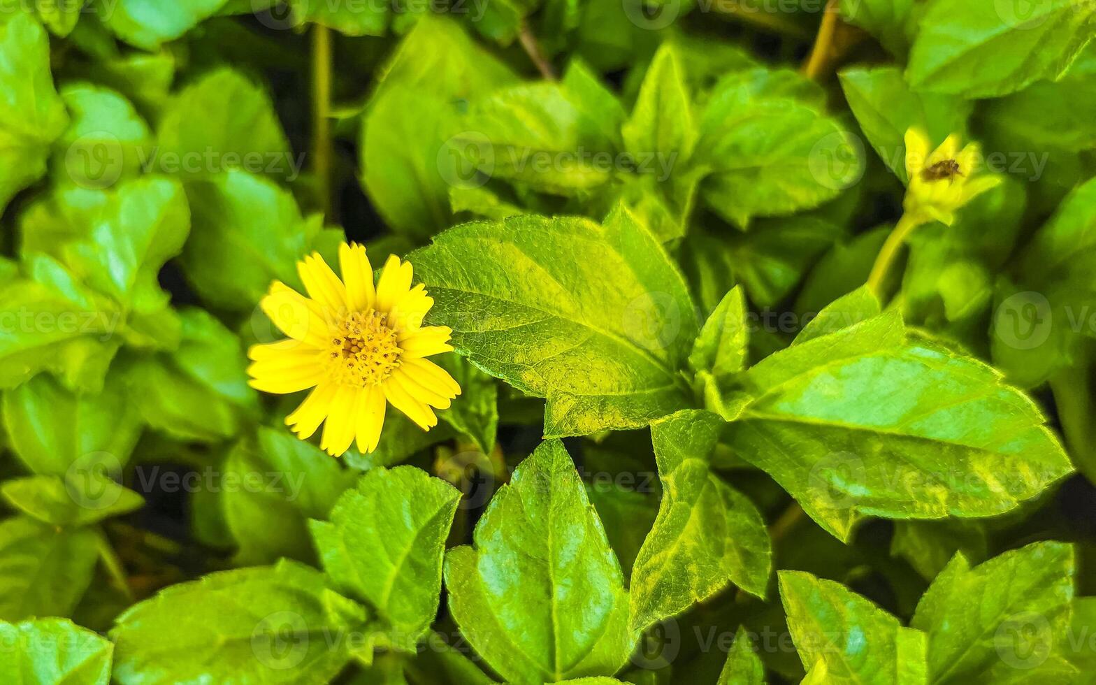 Yellow beautiful tropical flowers and plants in Mexico. photo