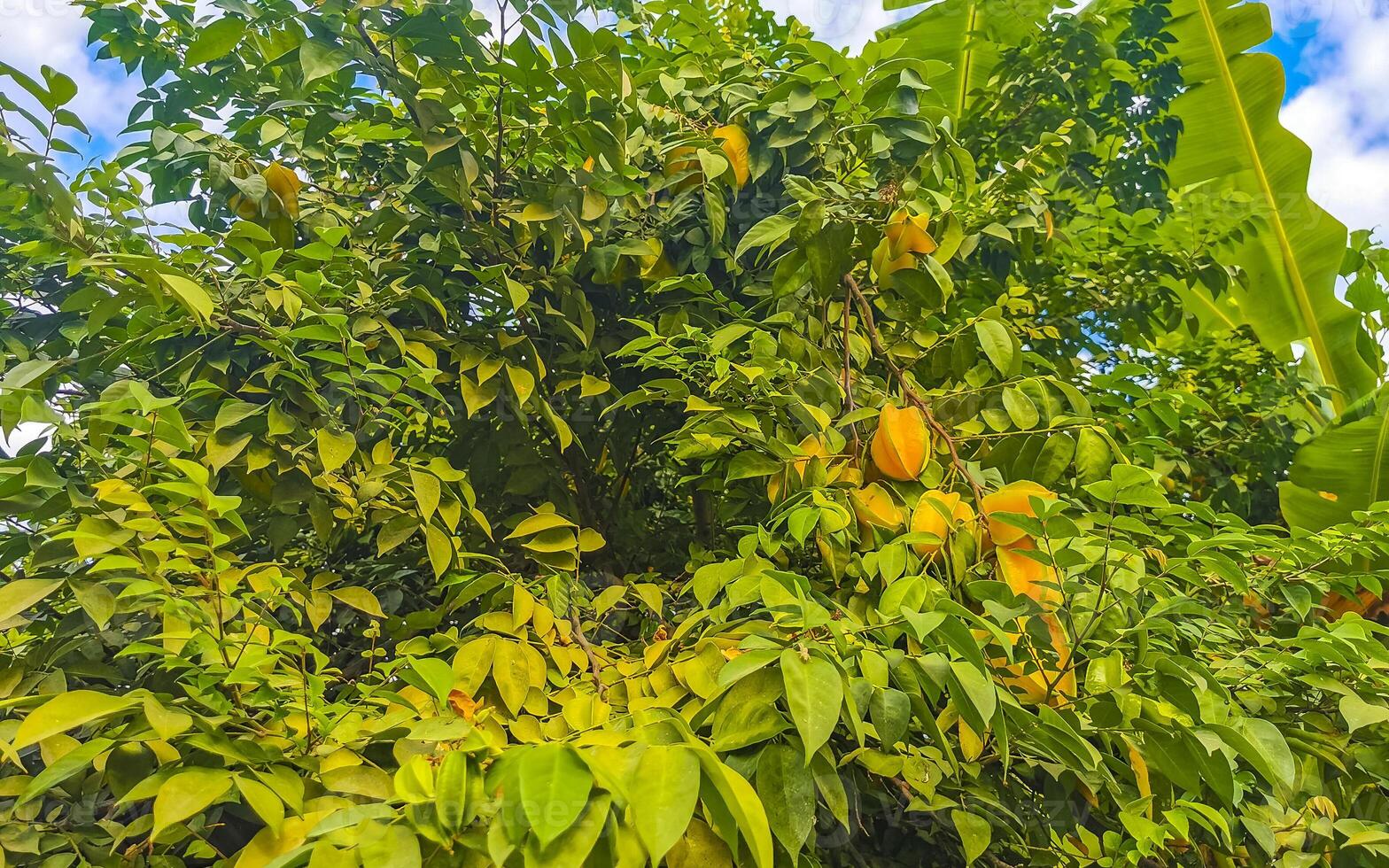 estrella Fruta árbol con Fruta en eso verde hojas México. foto