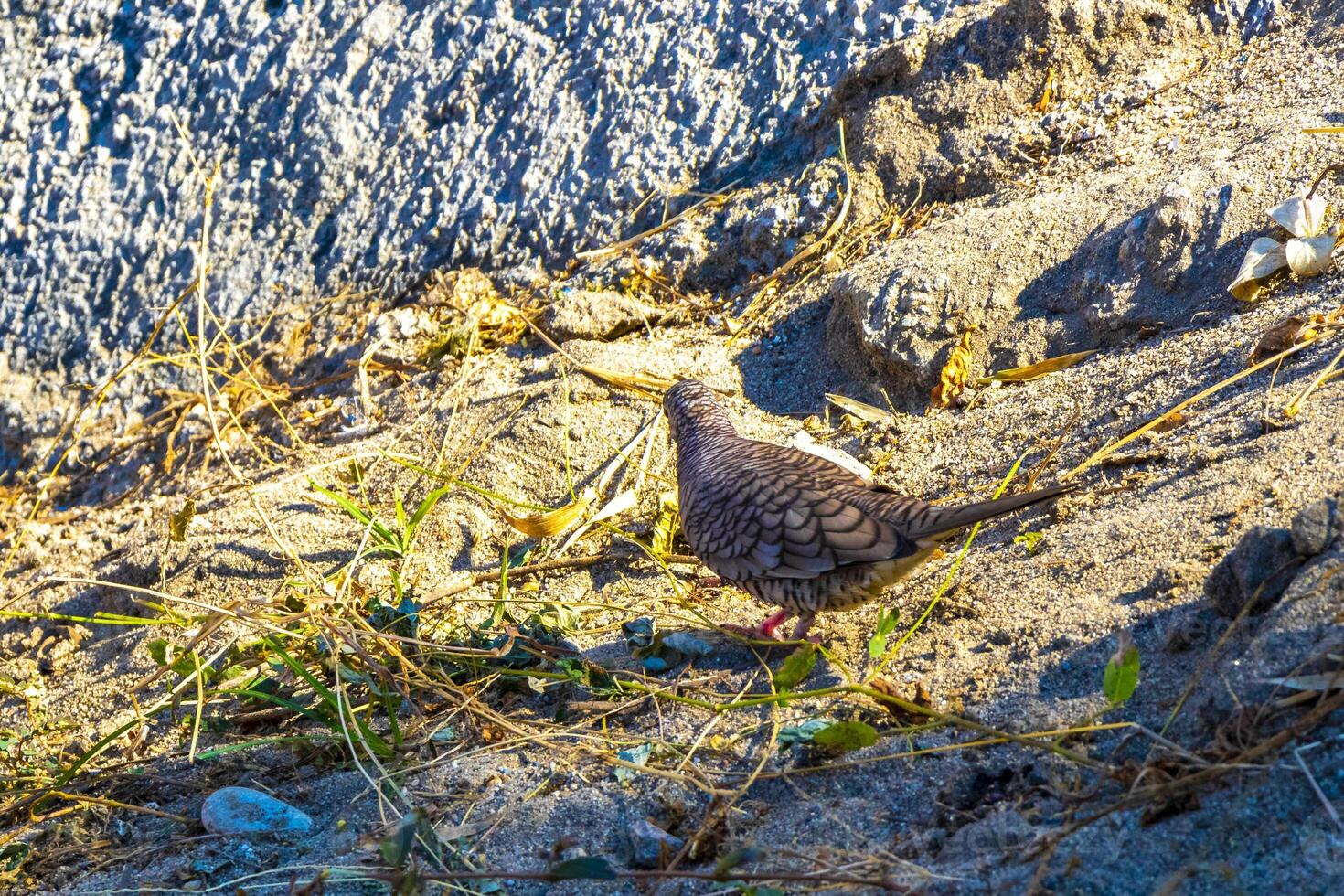 rubicundo suelo palomas paloma aves picotear para comida en México. foto