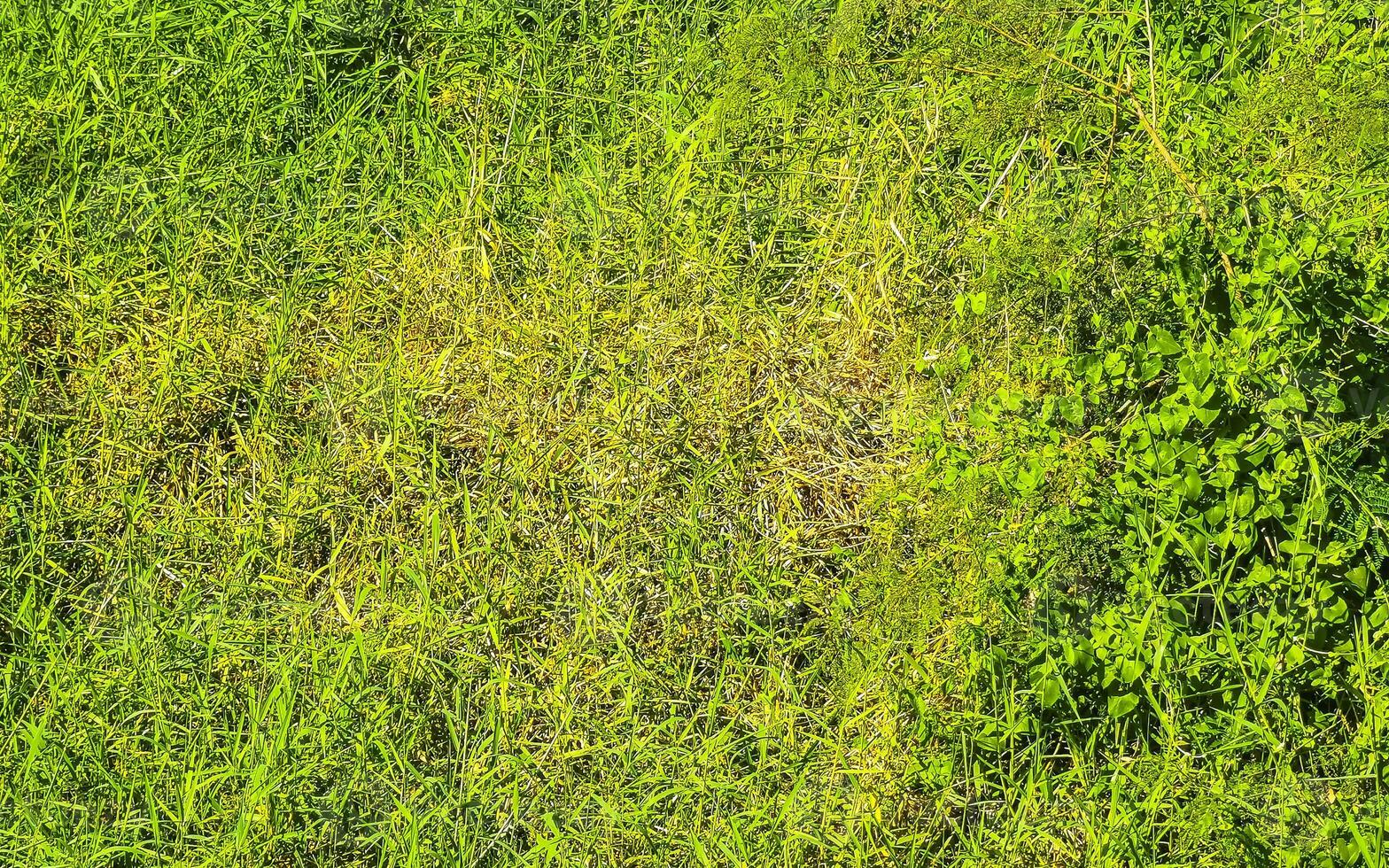 verde césped césped alpinismo plantas textura tropical modelo México. foto