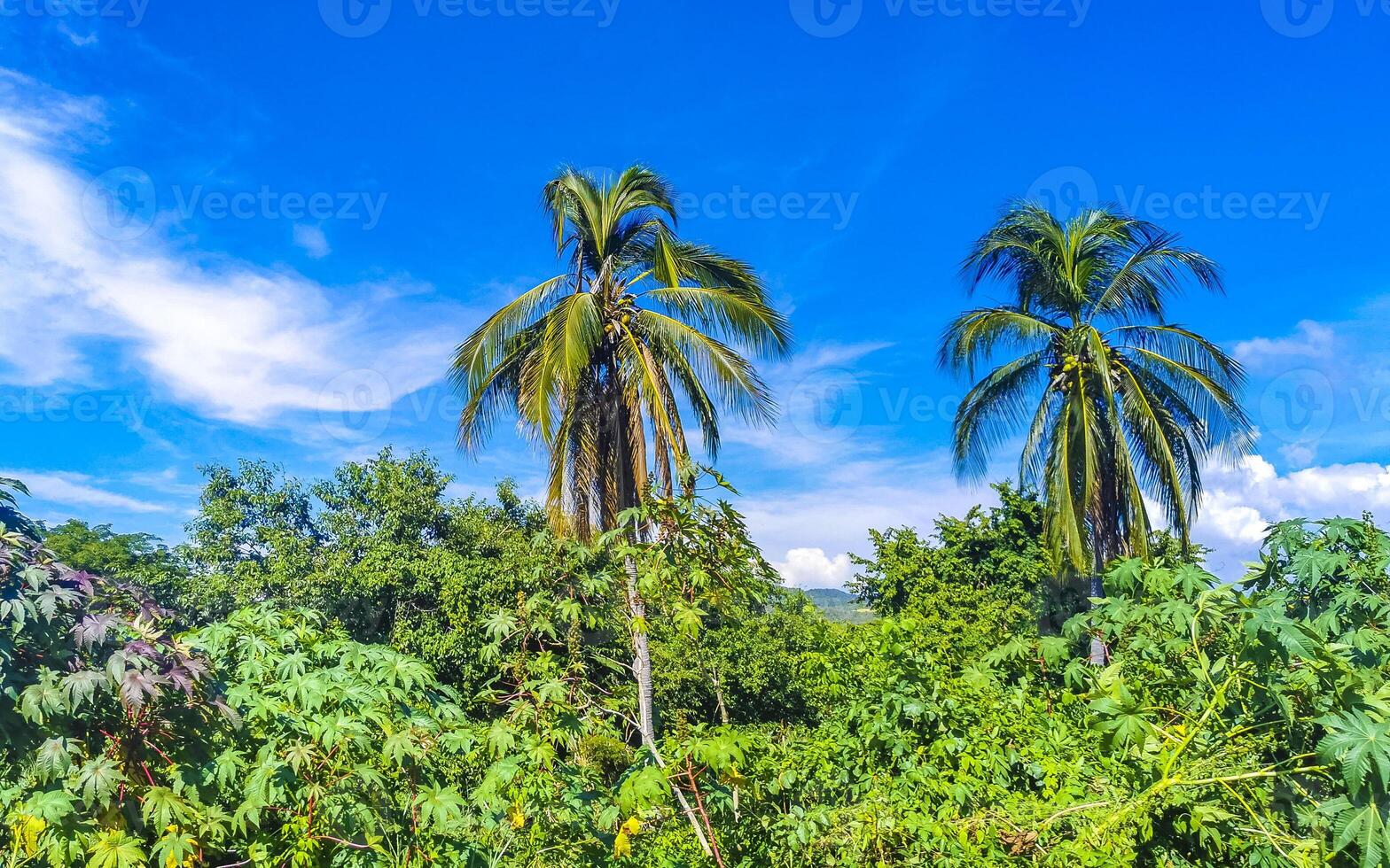 Tropical natural palm tree palms blue sky in Mexico. photo