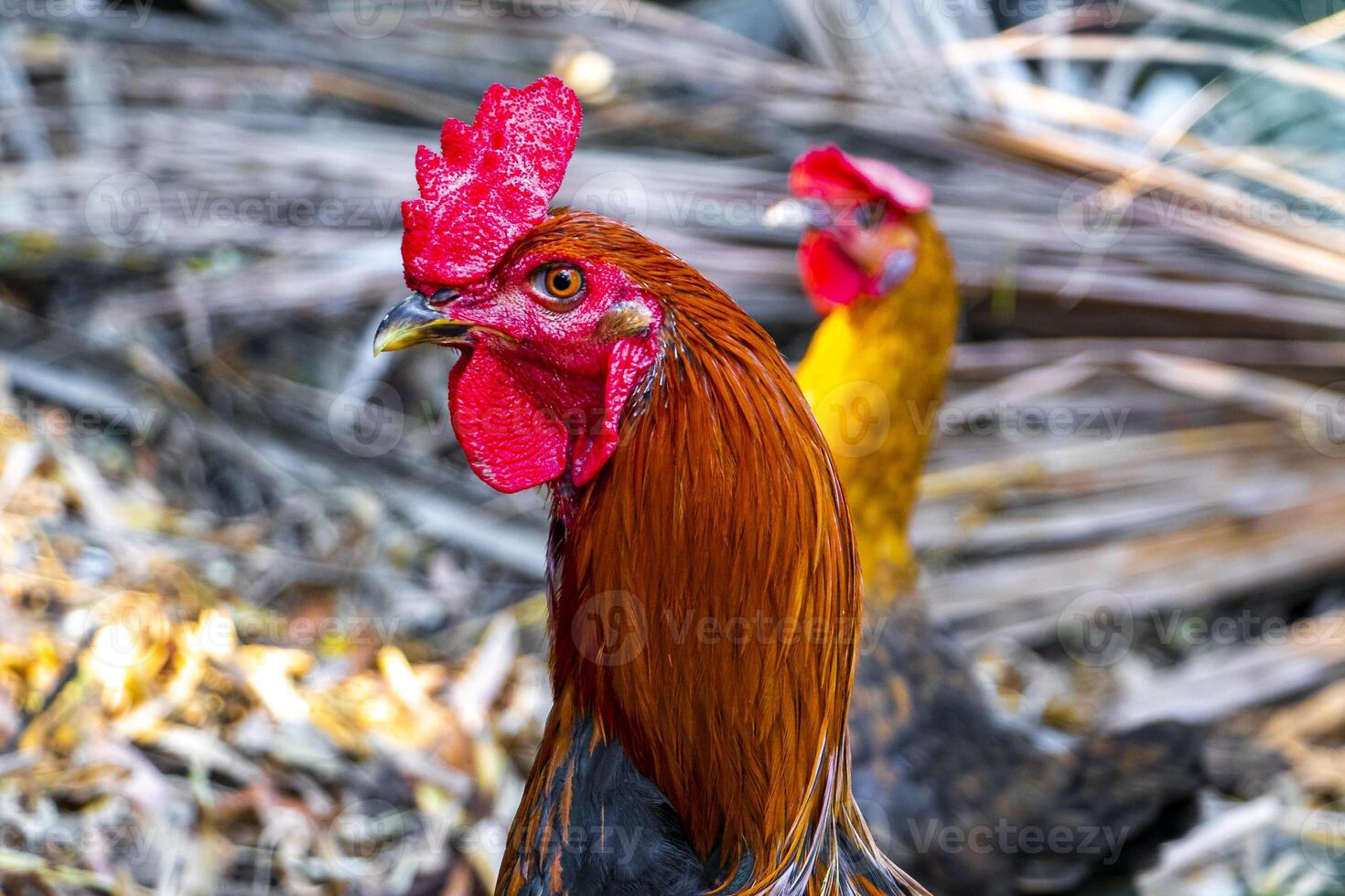 gallo y gallinas pollos en naturaleza en granja en México. foto