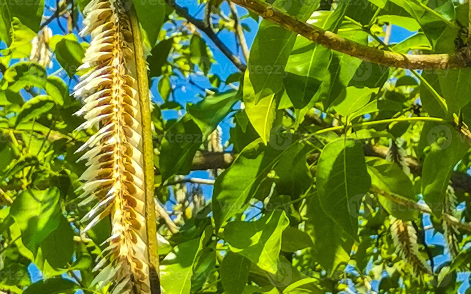 Tropical pods hanging from the tree Seeds in Mexico. photo