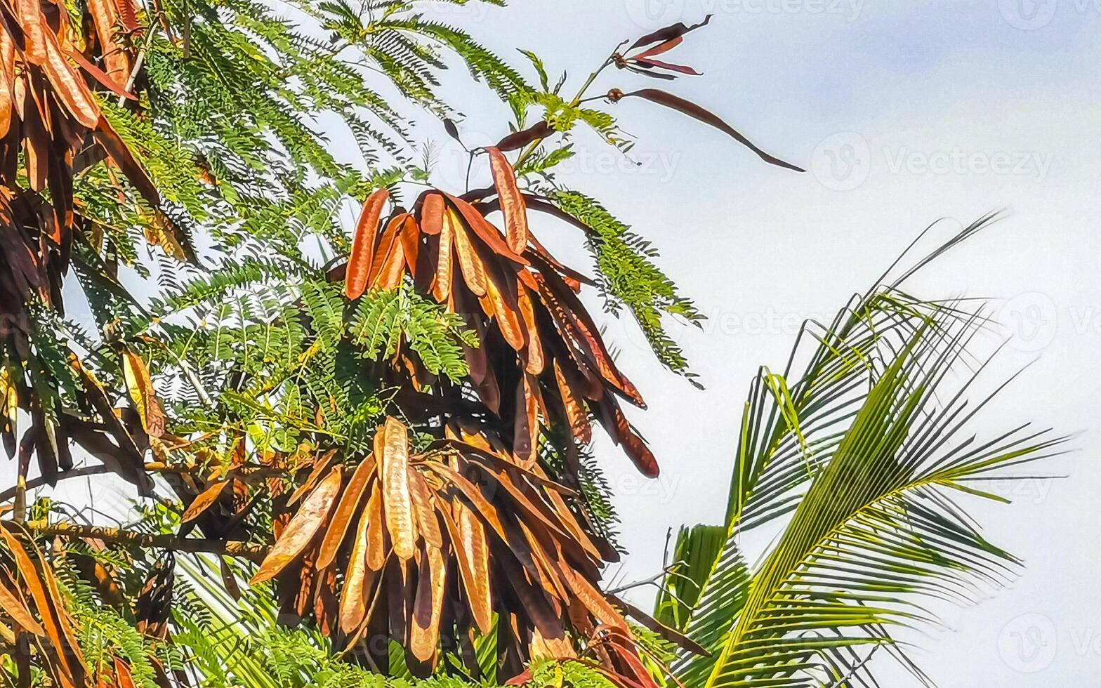Red Guaje tree plant with seed beans bean pod pods. photo