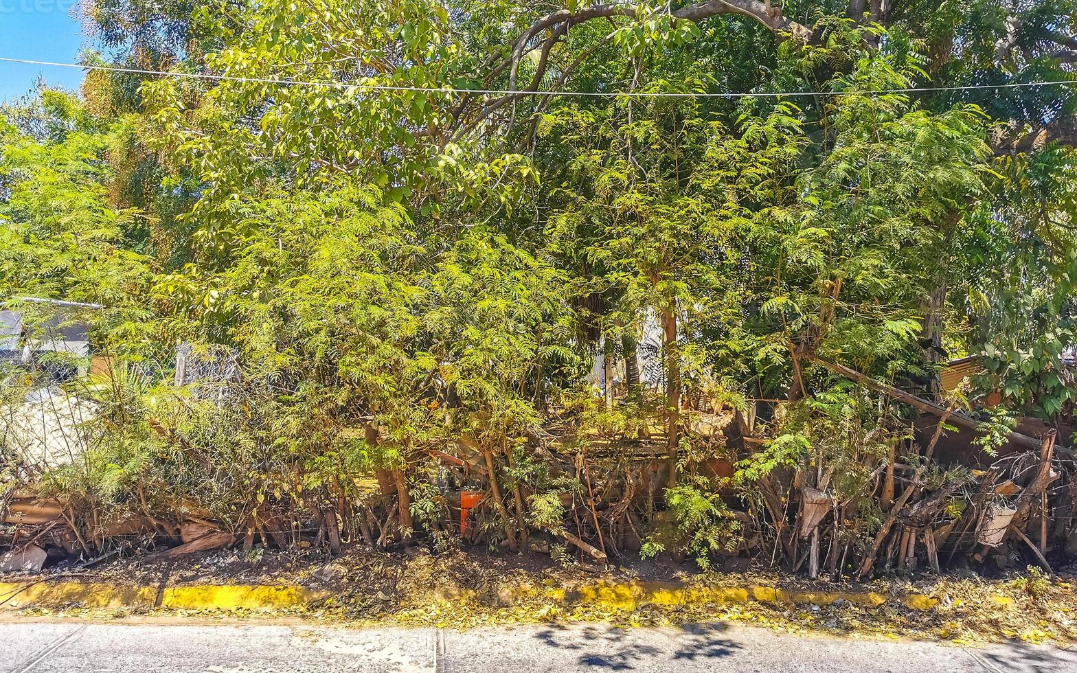 Tropical jungle forest palm trees plant plants palm tree Mexico. photo