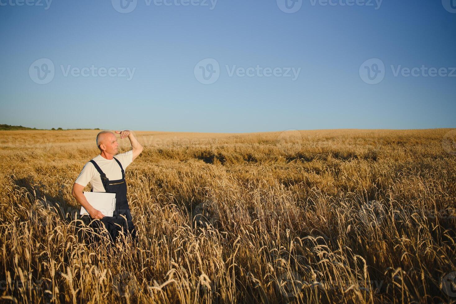 Serious gray haired agronomist or farmer using a tablet while inspecting organic wheat field before the harvest. Back lit sunset photo. photo