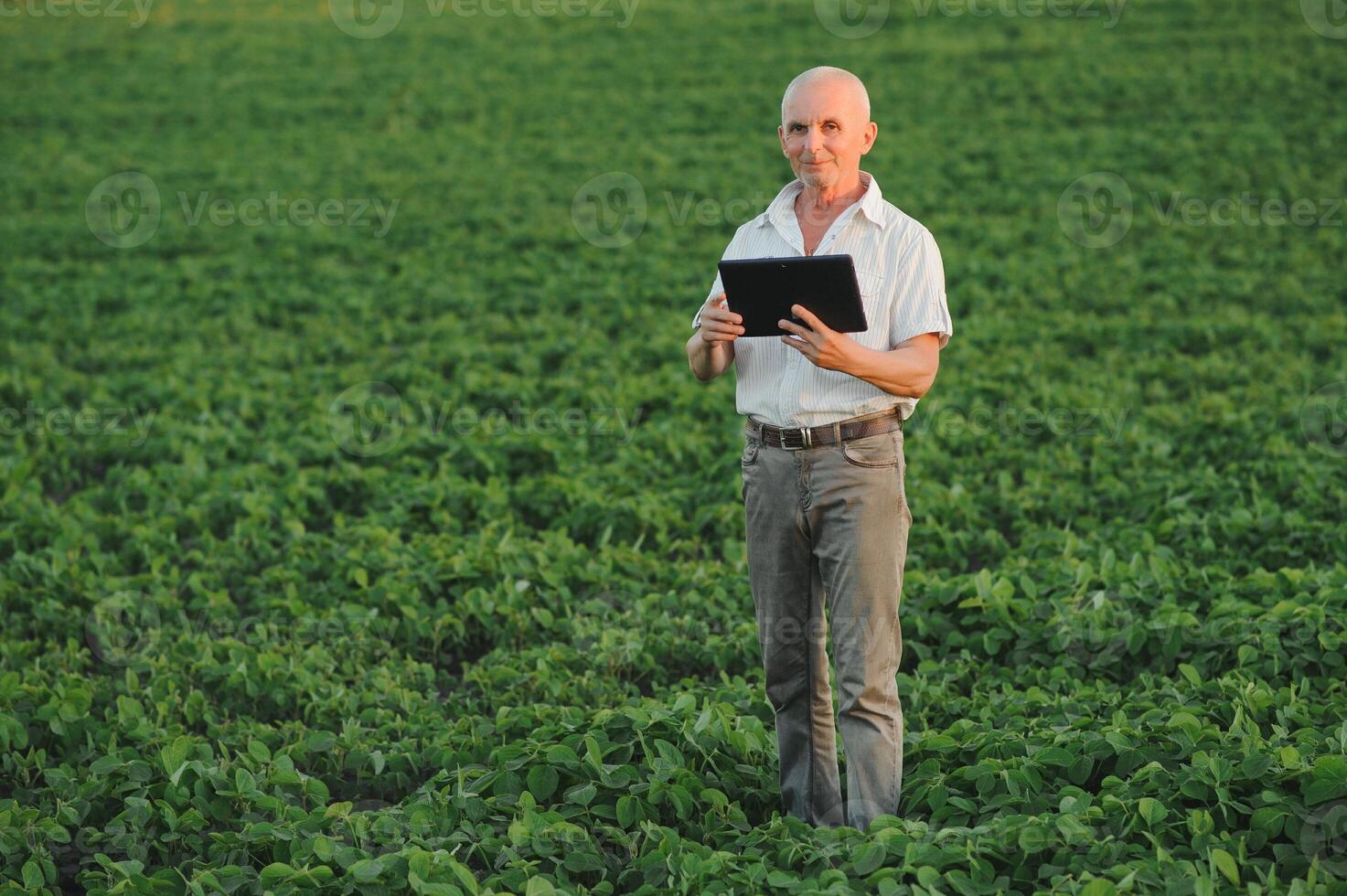 Agronomist inspecting soya bean crops growing in the farm field. Agriculture production concept. young agronomist examines soybean crop on field in summer. Farmer on soybean field photo