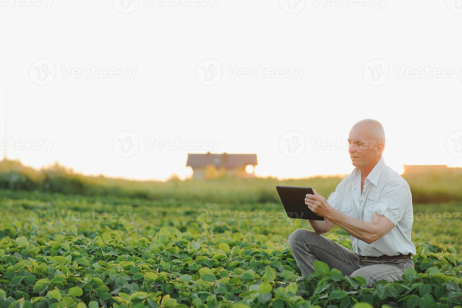 Agronomist inspecting soya bean crops growing in the farm field. Agriculture production concept. young agronomist examines soybean crop on field in summer. Farmer on soybean field photo