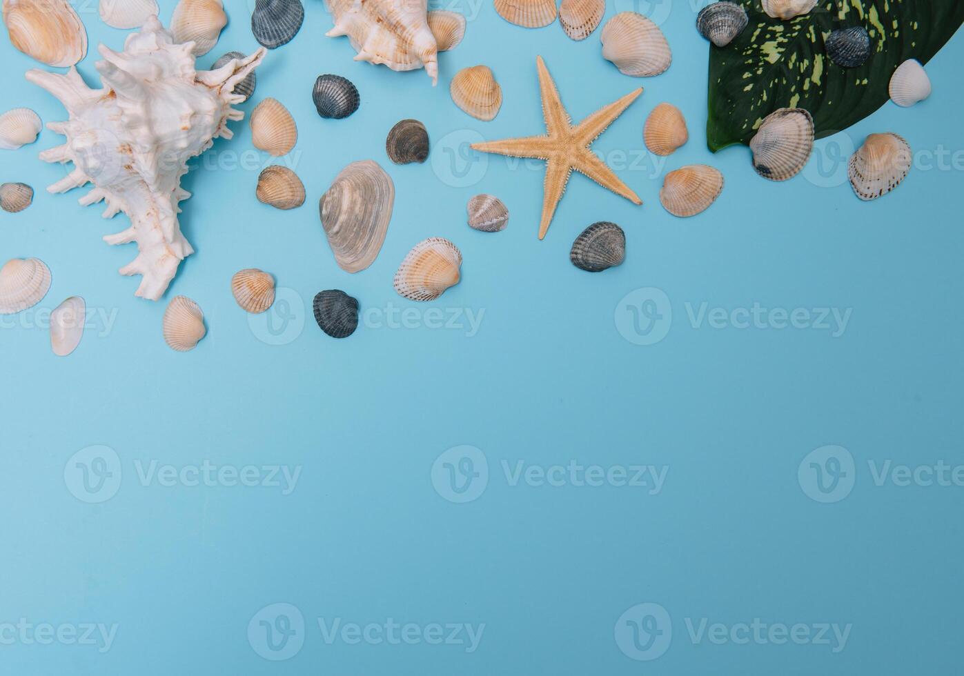 Flat lay. Top view. Frame of shells of various kinds on a blue background. Seashells and starfish on a pastel background. Vacation concept. travel concept. with copy space photo