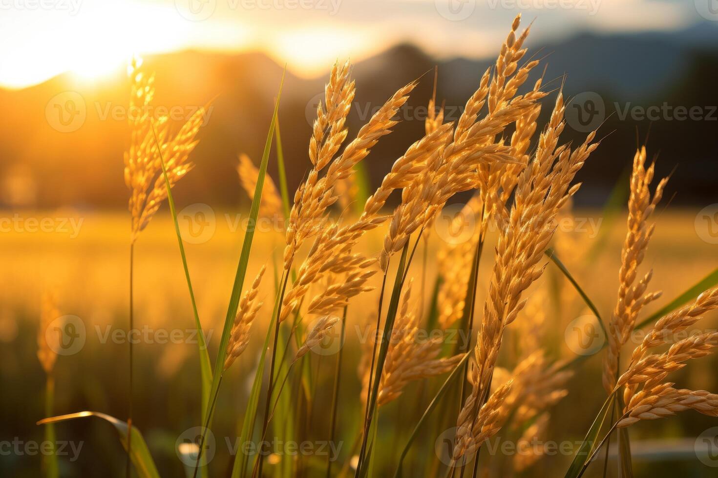 AI generated Golden sunlight filtering through rice stalks in a serene paddy field. Generative AI photo