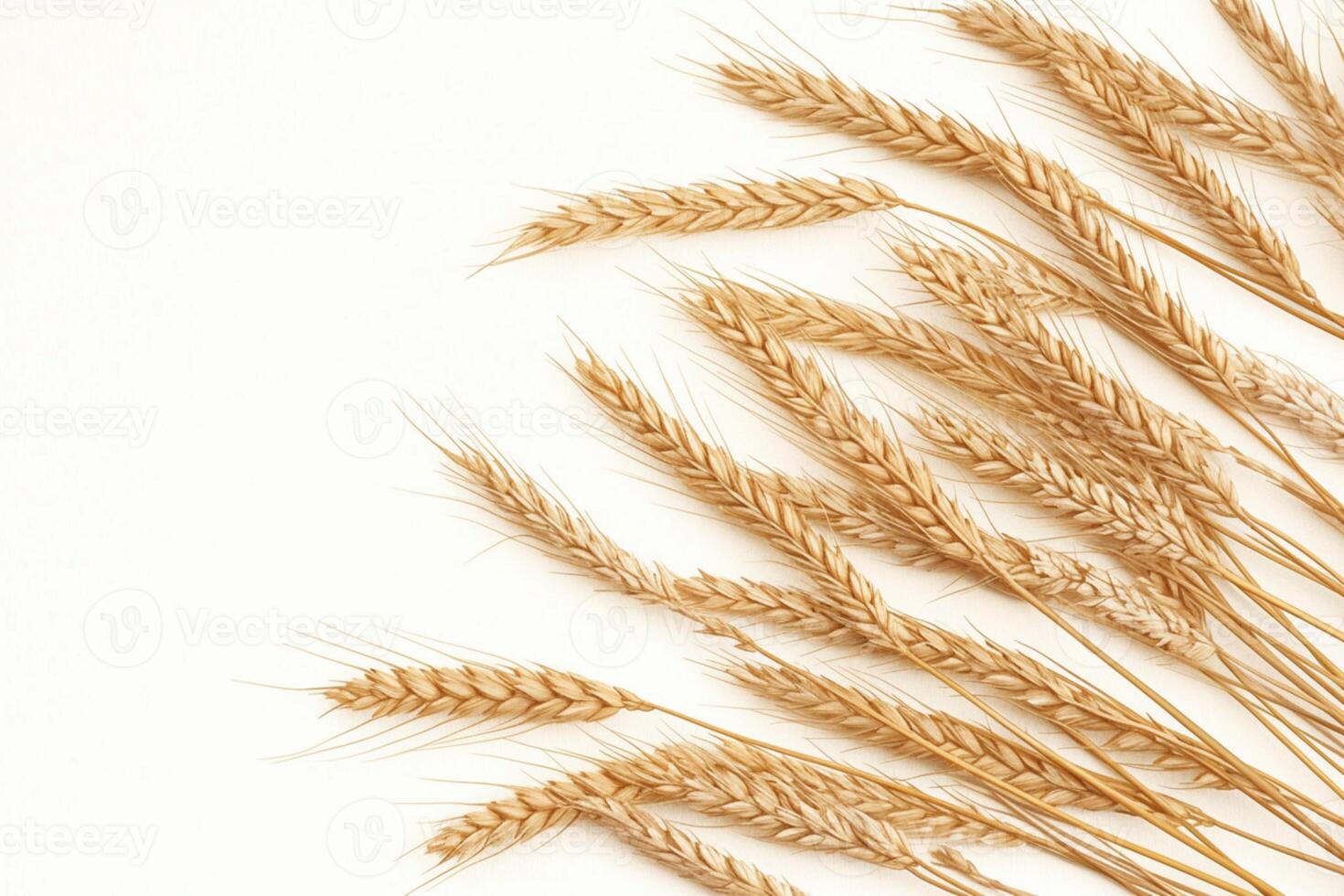 AI generated Natural simplicity Rye ears bunch on a clean white background photo