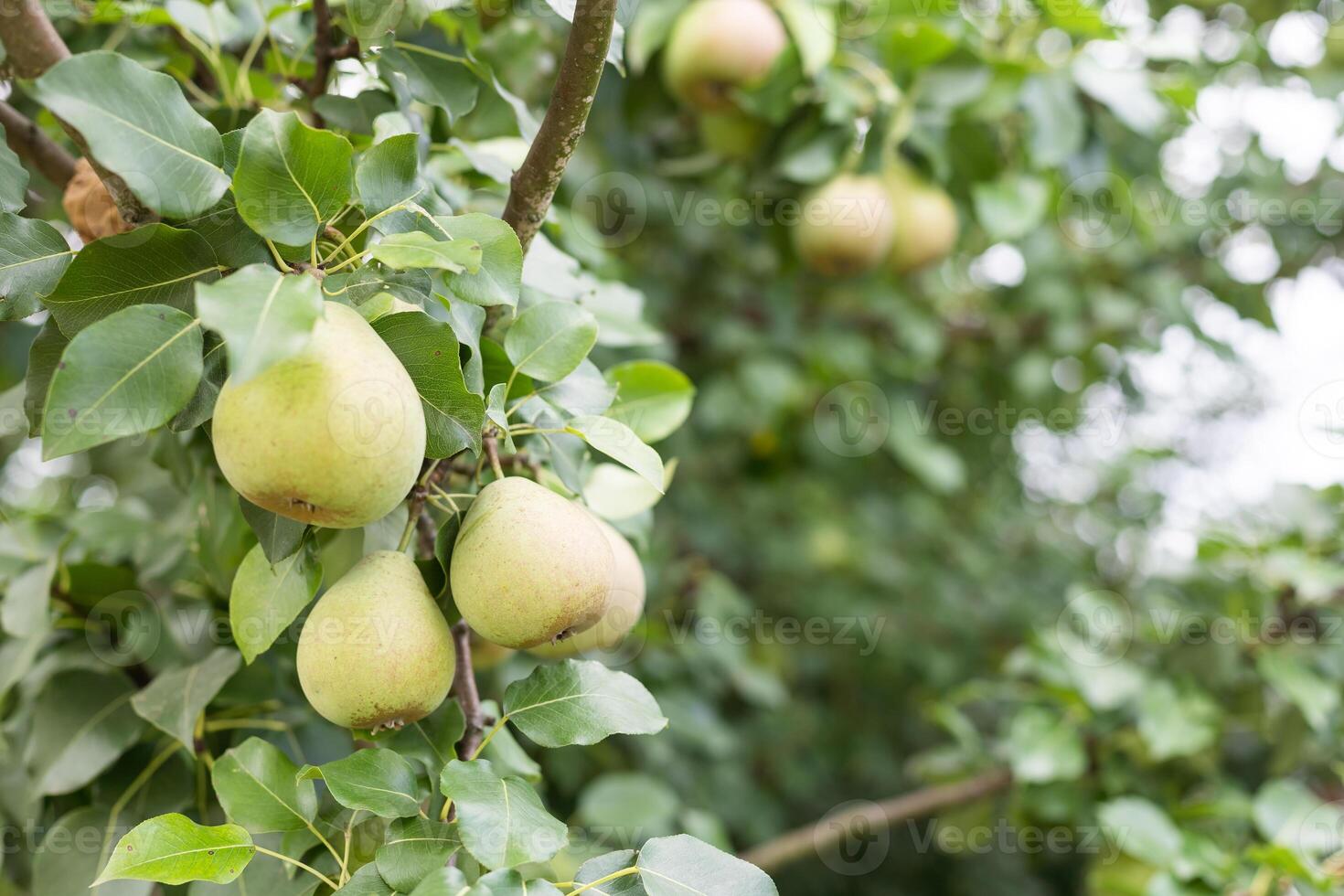 A bunch of pears in the tree. Benefits of pears. Blue sky Background photo