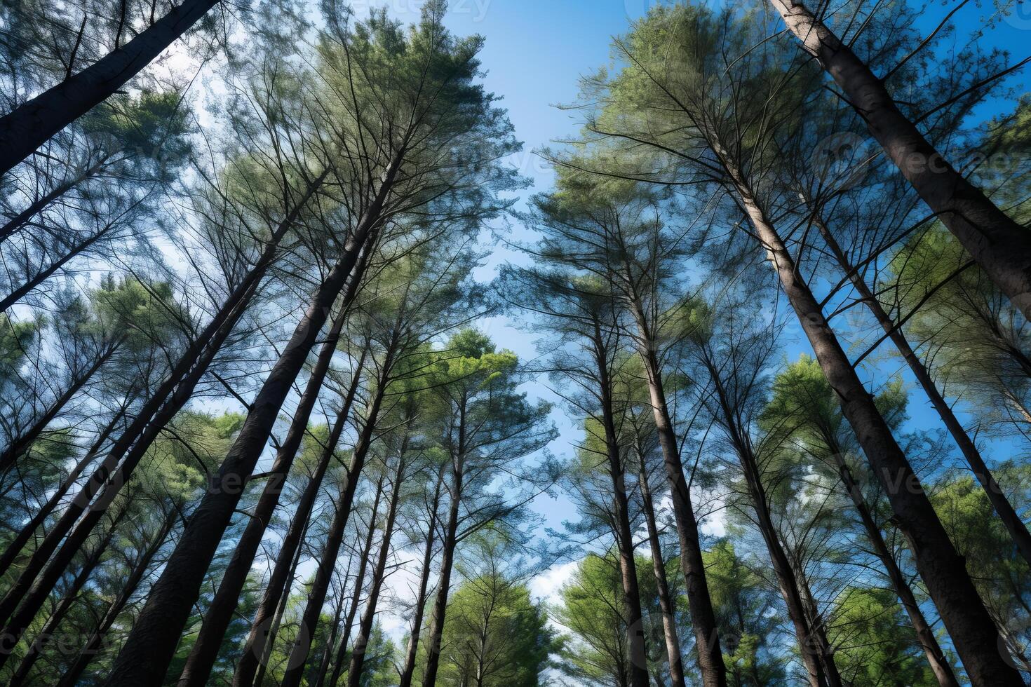 AI generated Towering trees and a clear sky creating a peaceful natural setting. Generative AI photo