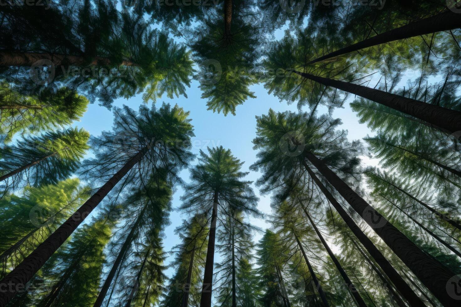 AI generated Majestic evergreens reaching for the sky in the forest. Generative AI photo