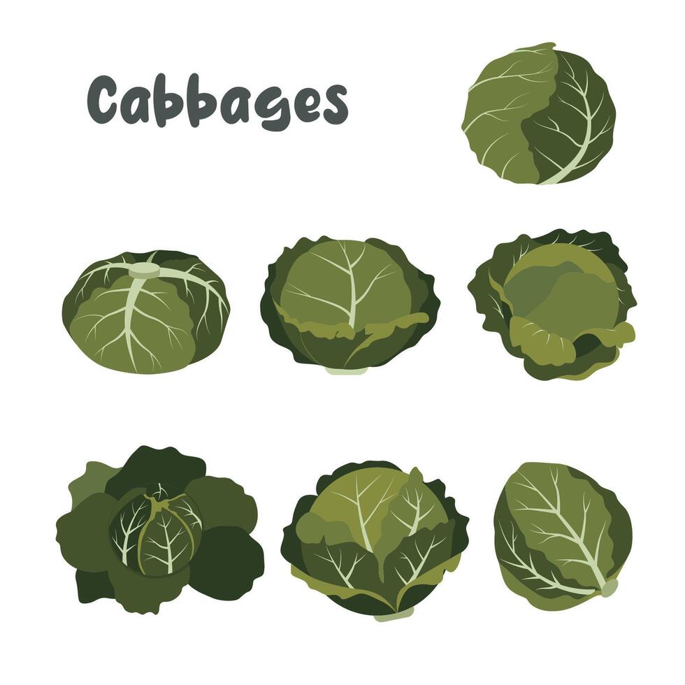 Vector of cabbages icon set