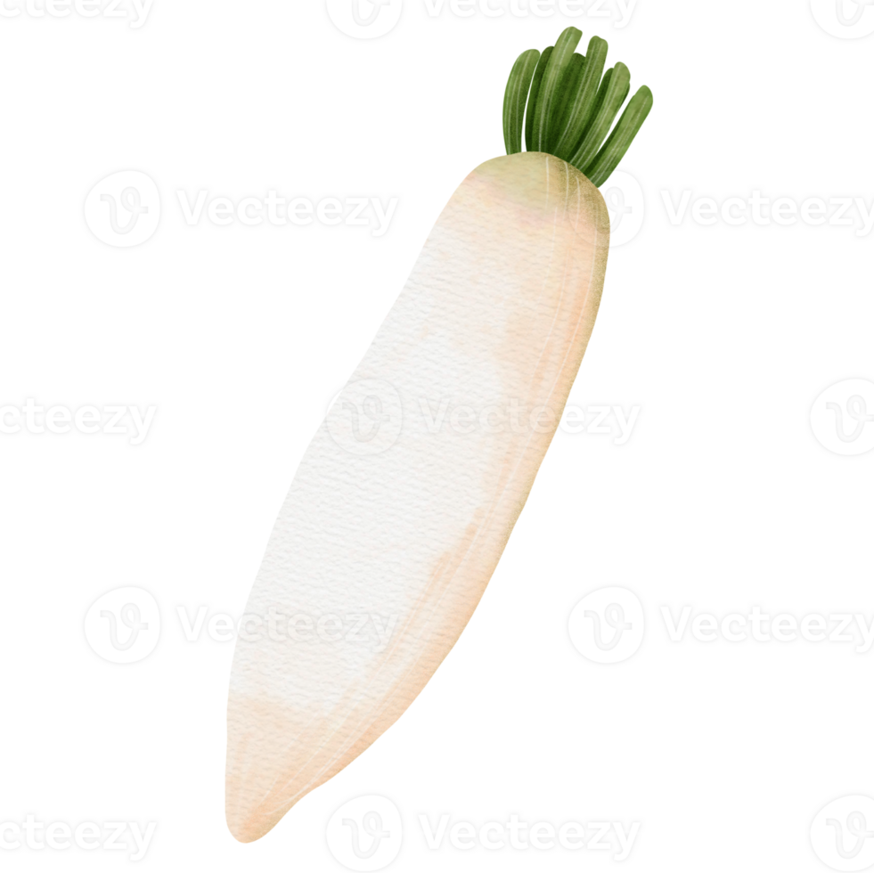 verdura carota acquerello png