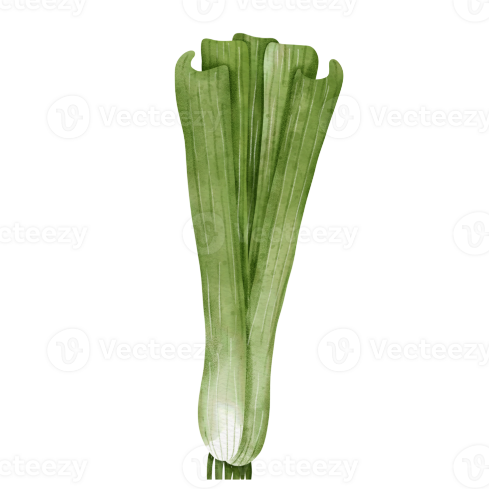 vegetable onion watercolor png