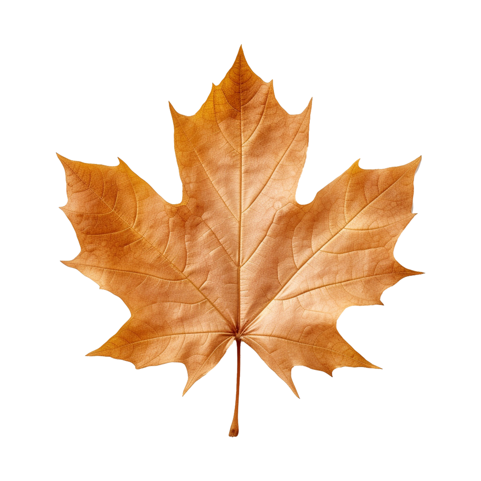 AI generated Maple leaf isolated on transparent background png