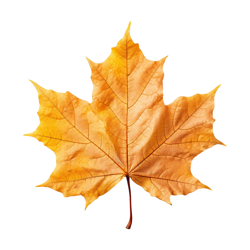 AI generated Maple leaf isolated on transparent background png