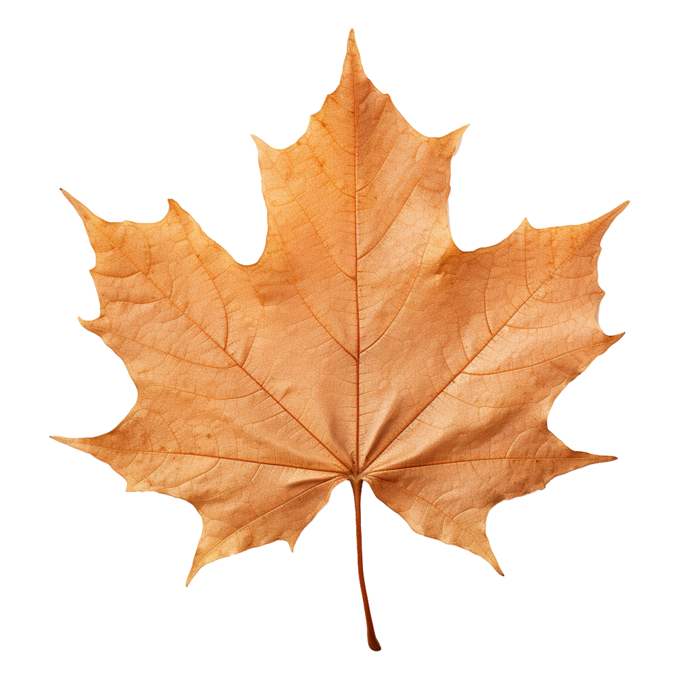 AI generated Maple leaf isolated on transparent background png