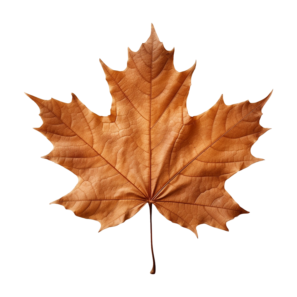 AI generated Maple leaf isolated on transparent background png